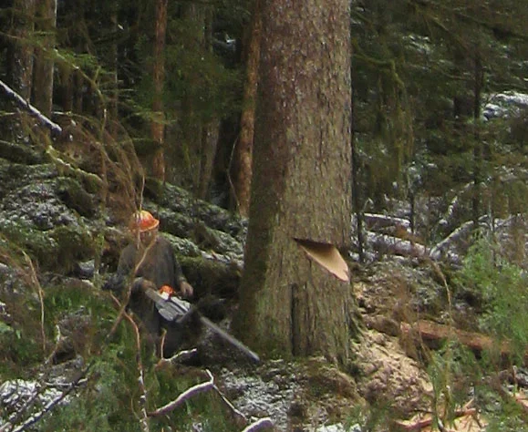 Cropped image to show you detail of the previous photo.