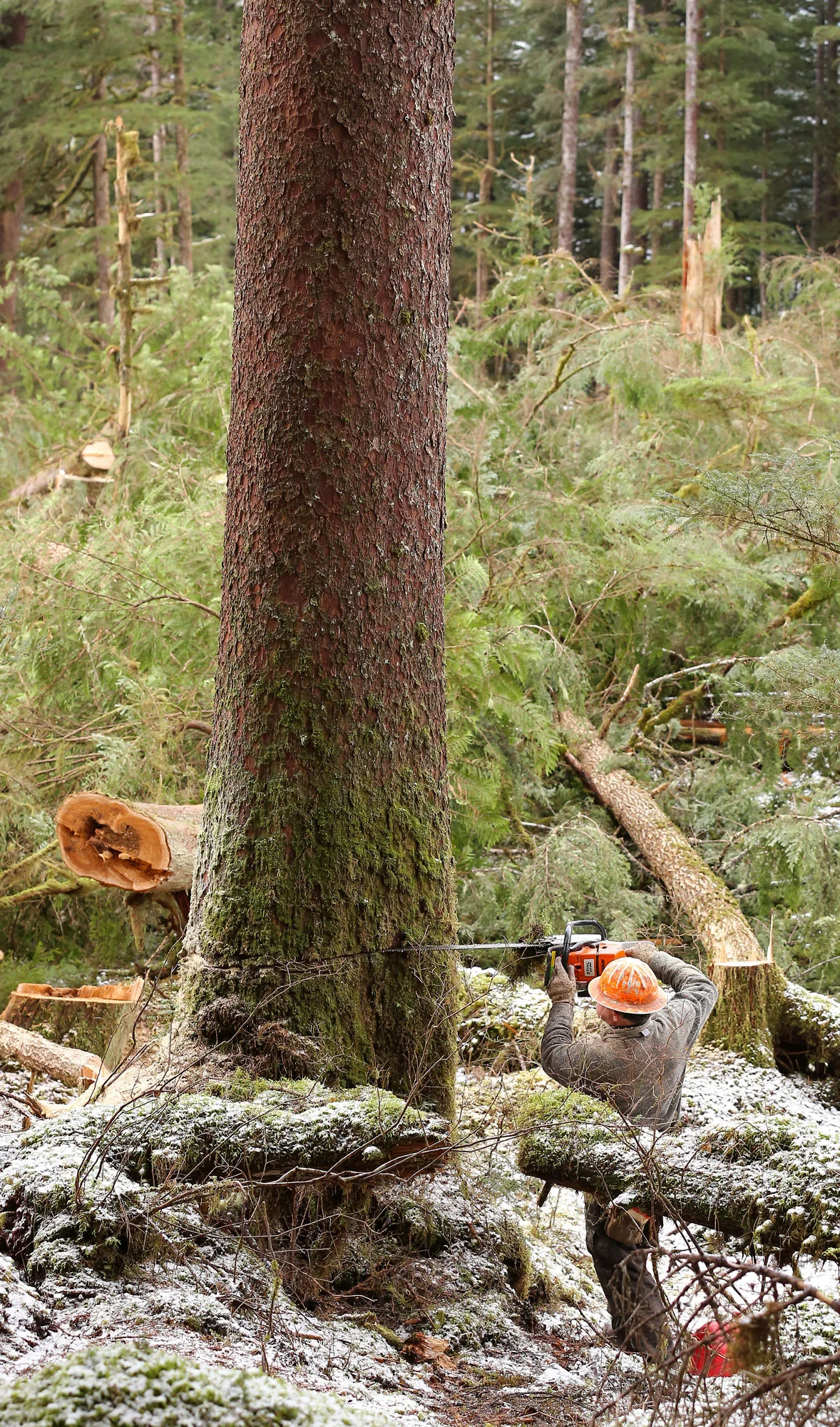 Extending the back cut.