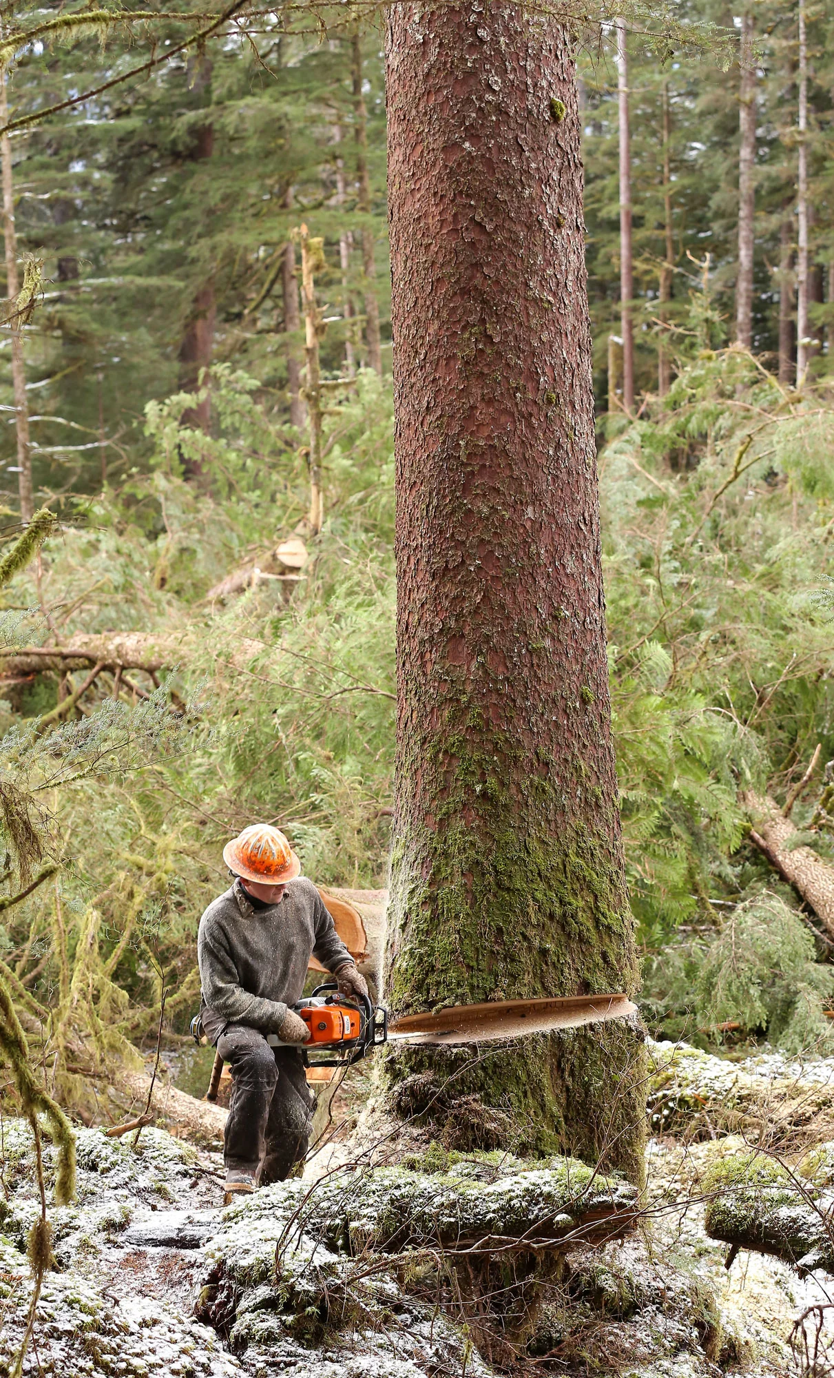 Stepping clear of the tree.