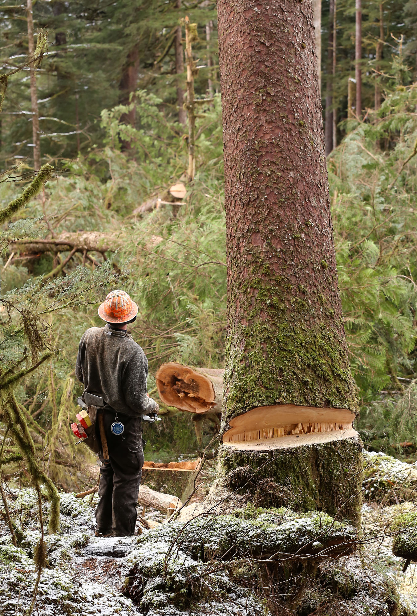 Logging logger faller big tree spruce Alaska
