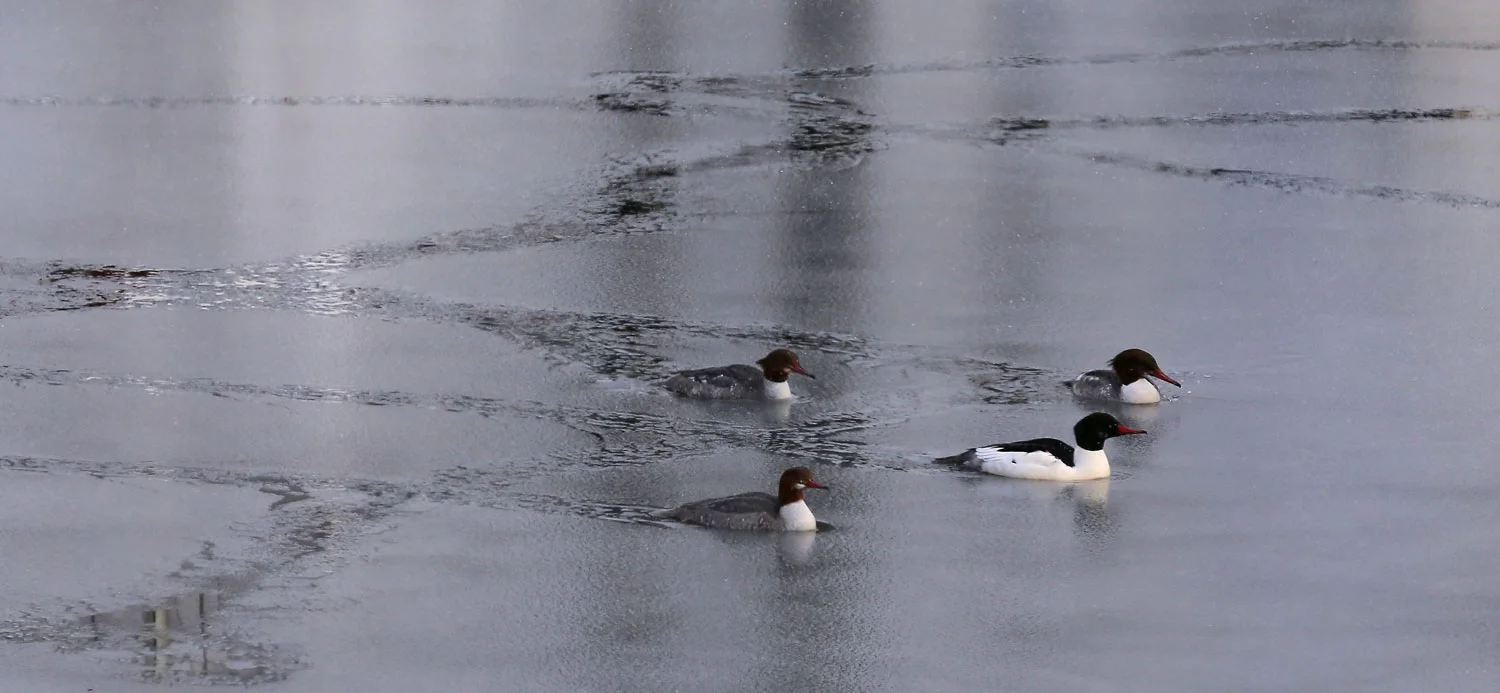 Mergansers breaking trail.