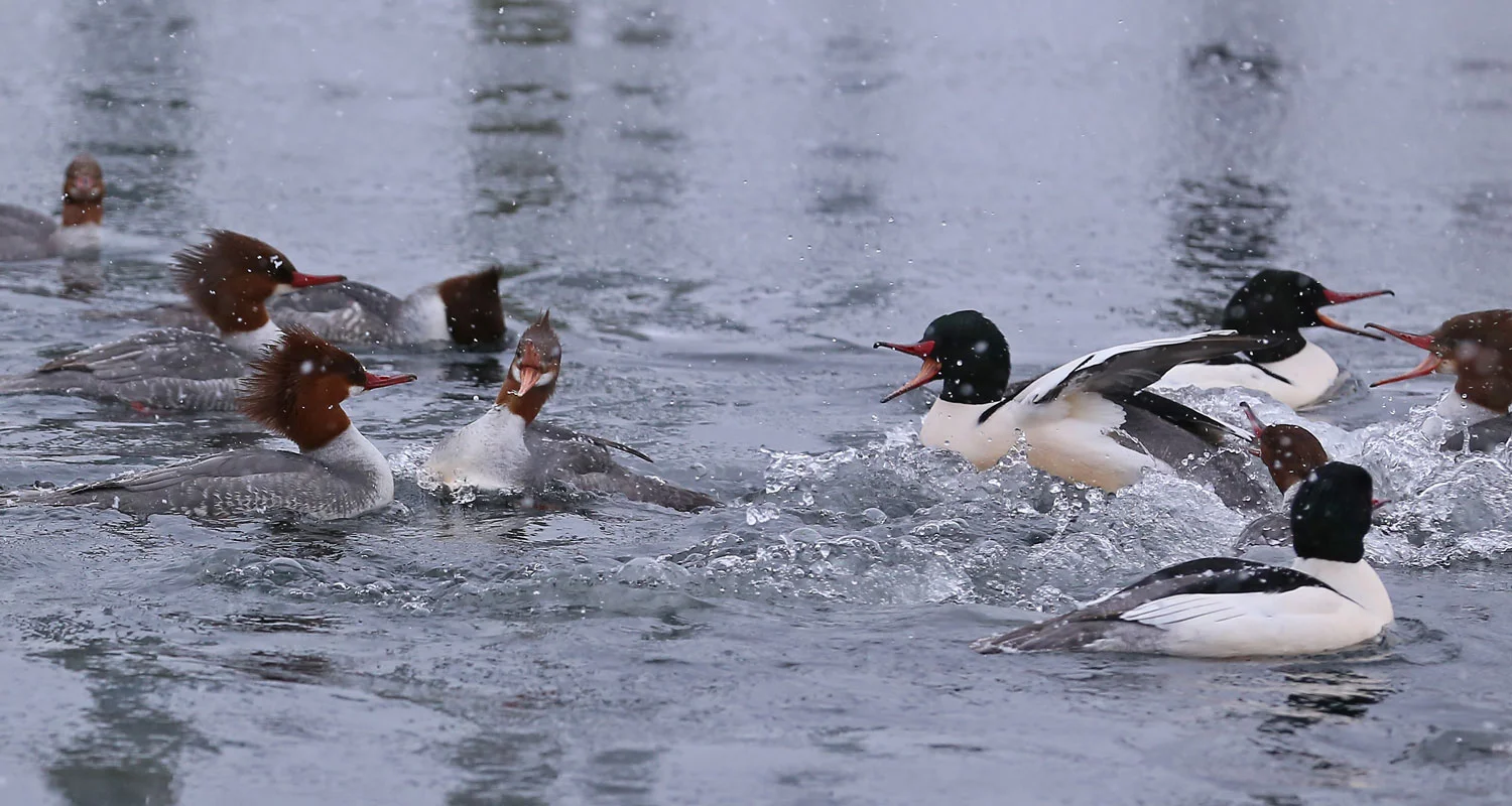 Did you hear about the merganser that walked into the Potlatch Bar....