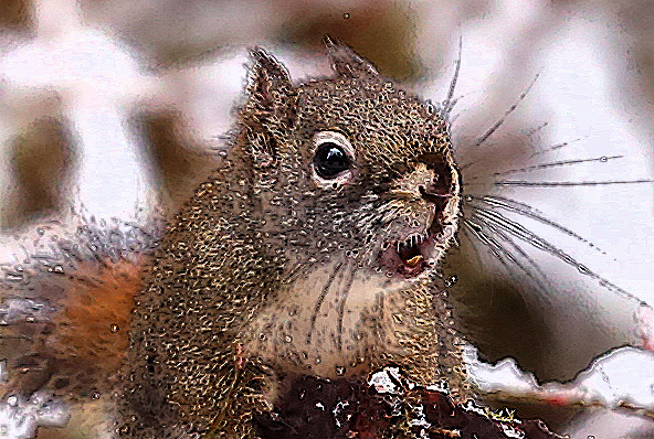 Chattering Red Squirrel