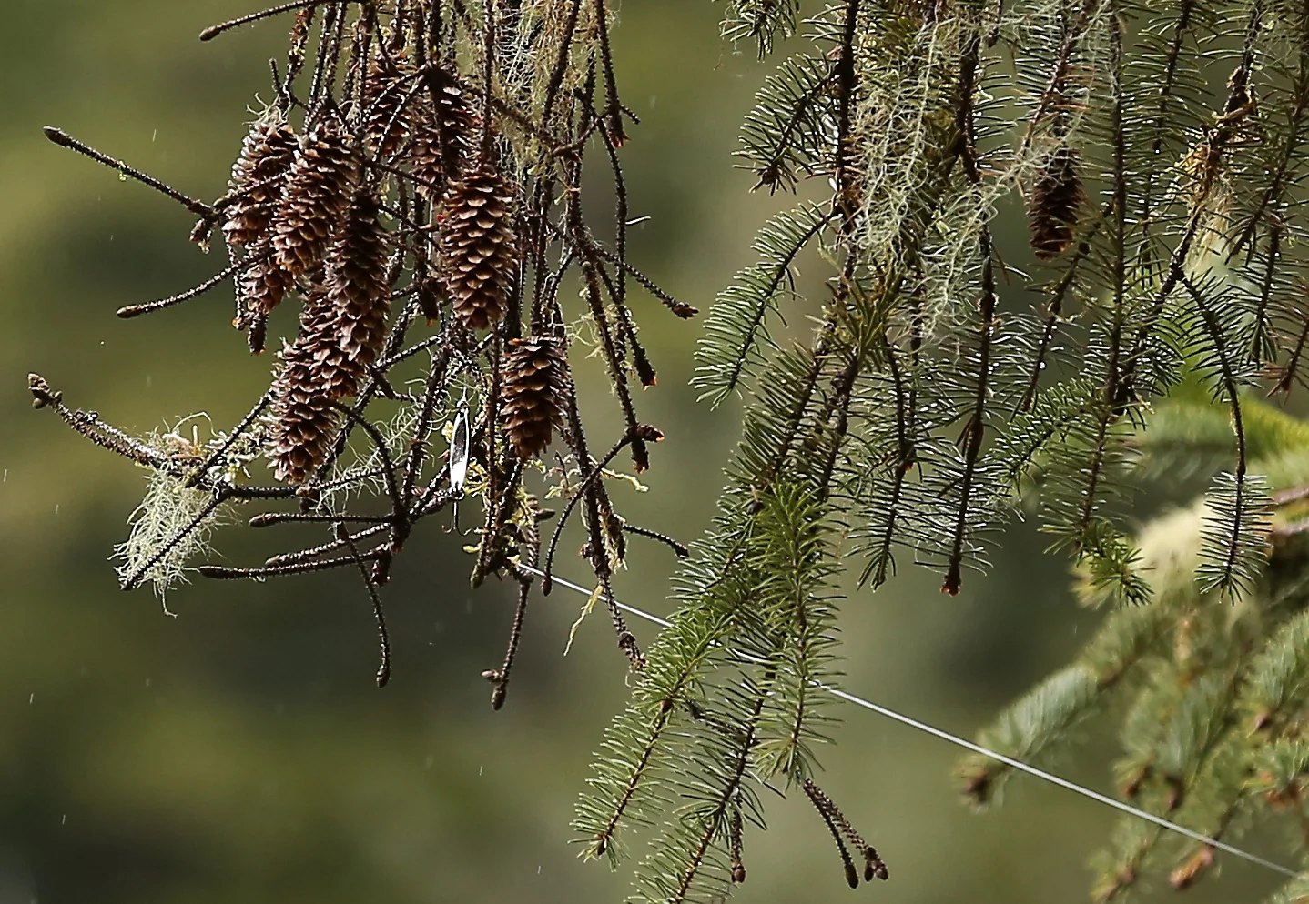 fishing lure hanging in tree branch