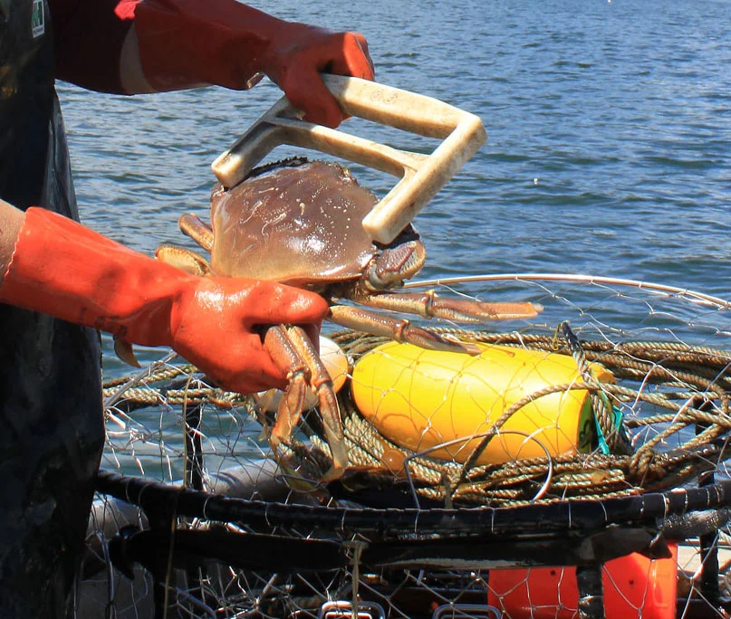 A Peek at Commercial Dungeness Crabbing