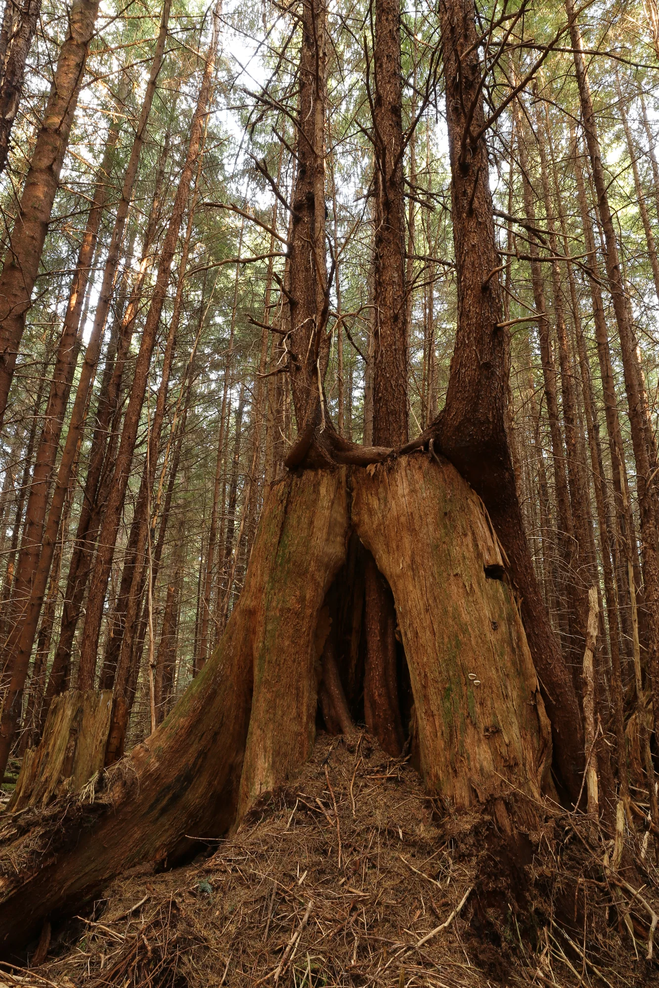 Alaska second growth forest reprod stump logging