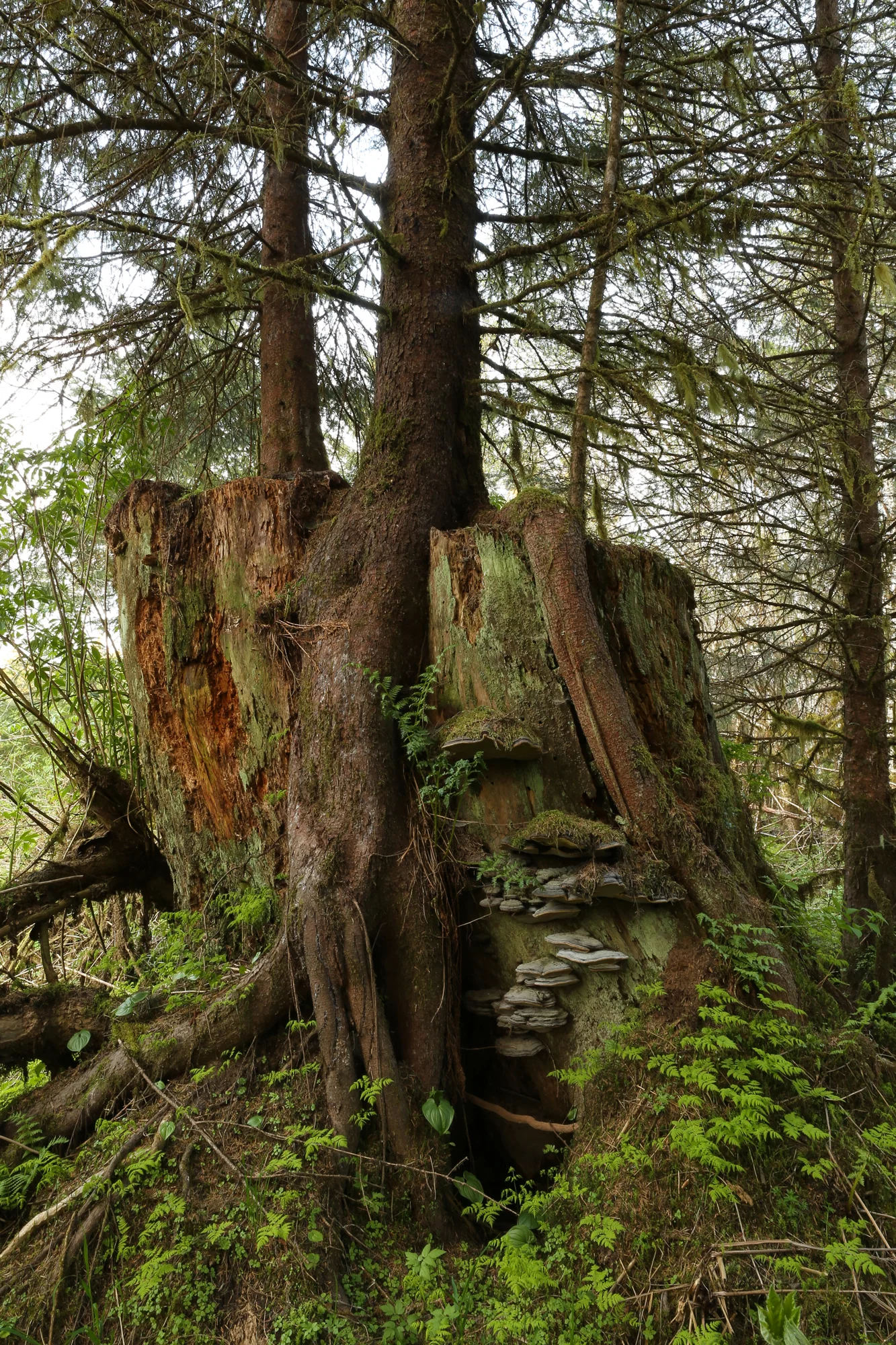 stump bracket fungi spruce second growth logging Alaska