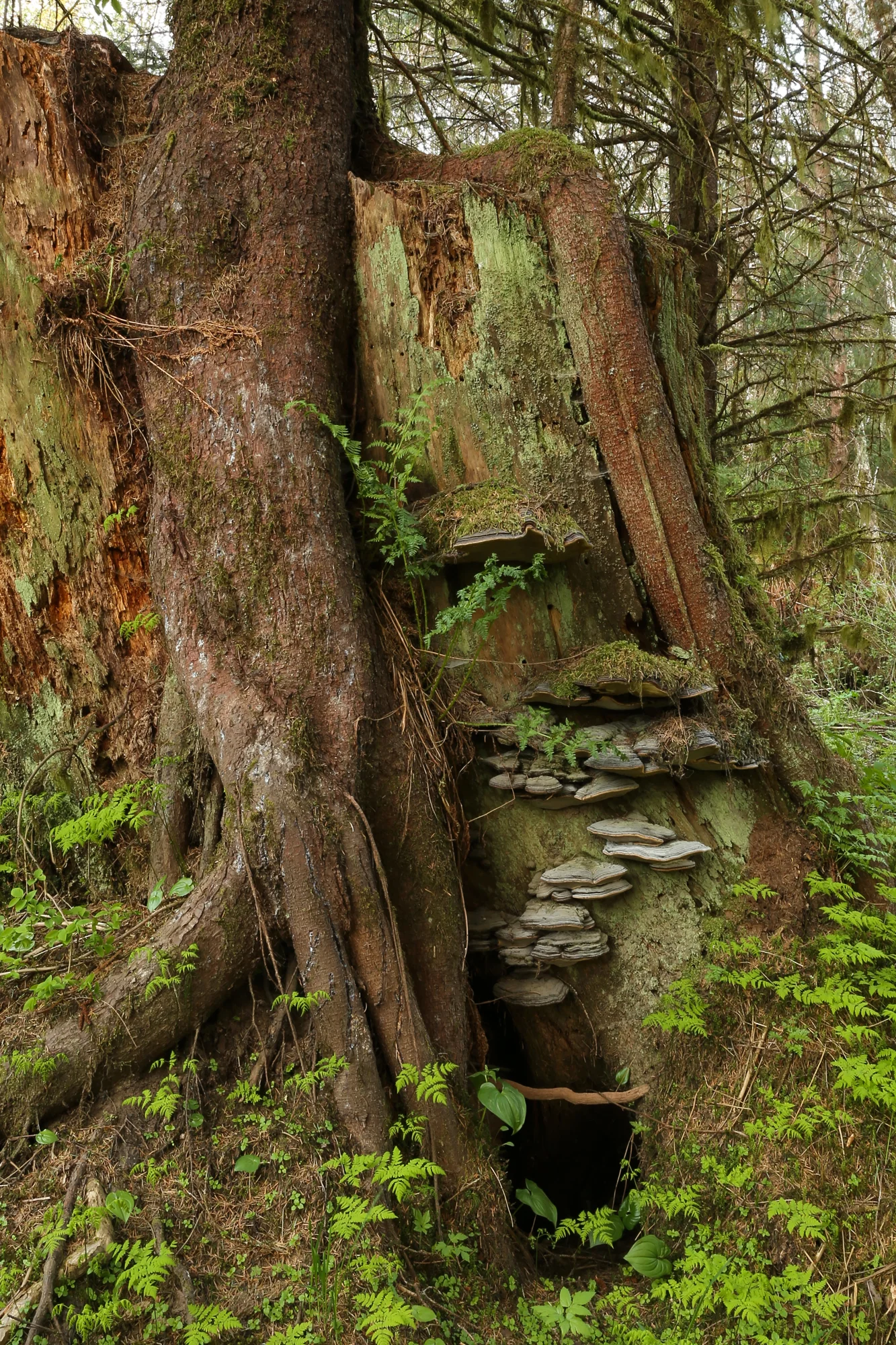 stump roots bracket fungus second growth logging Alaska