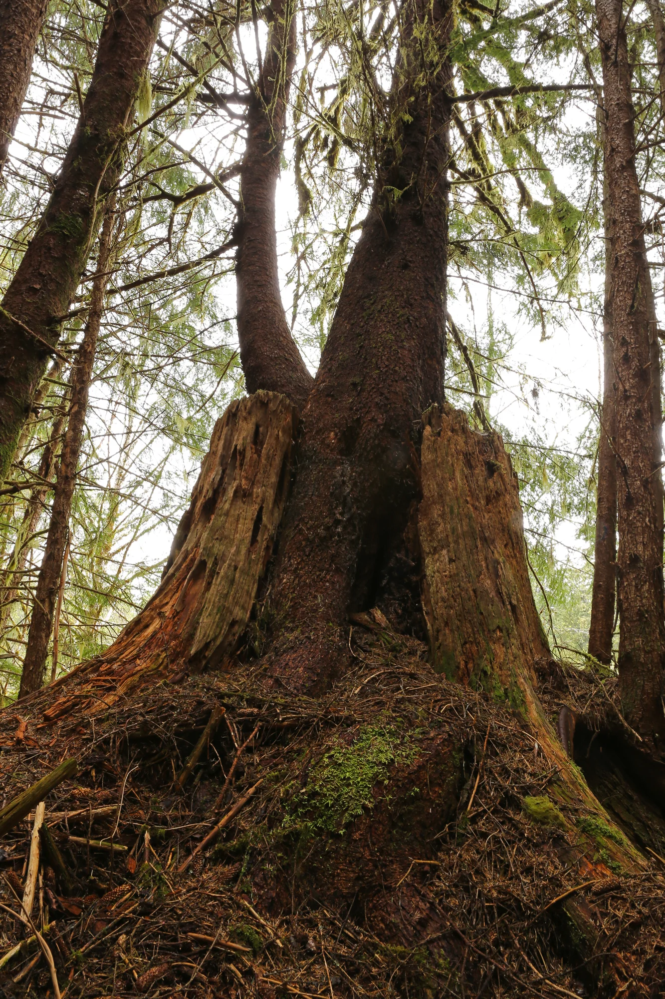 Trees growing out of stump Alaska second growth