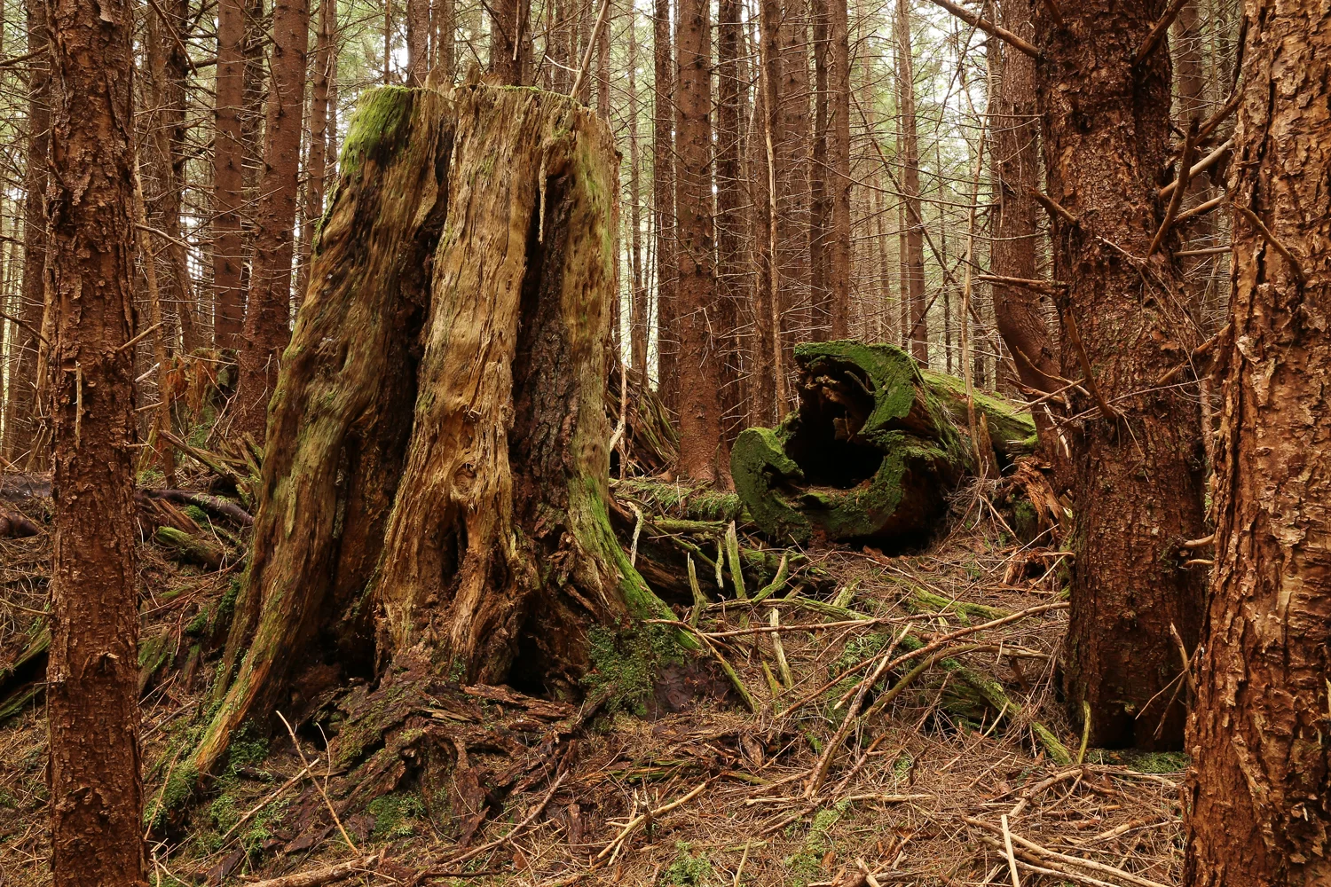 Stump log second growth logging Alaska