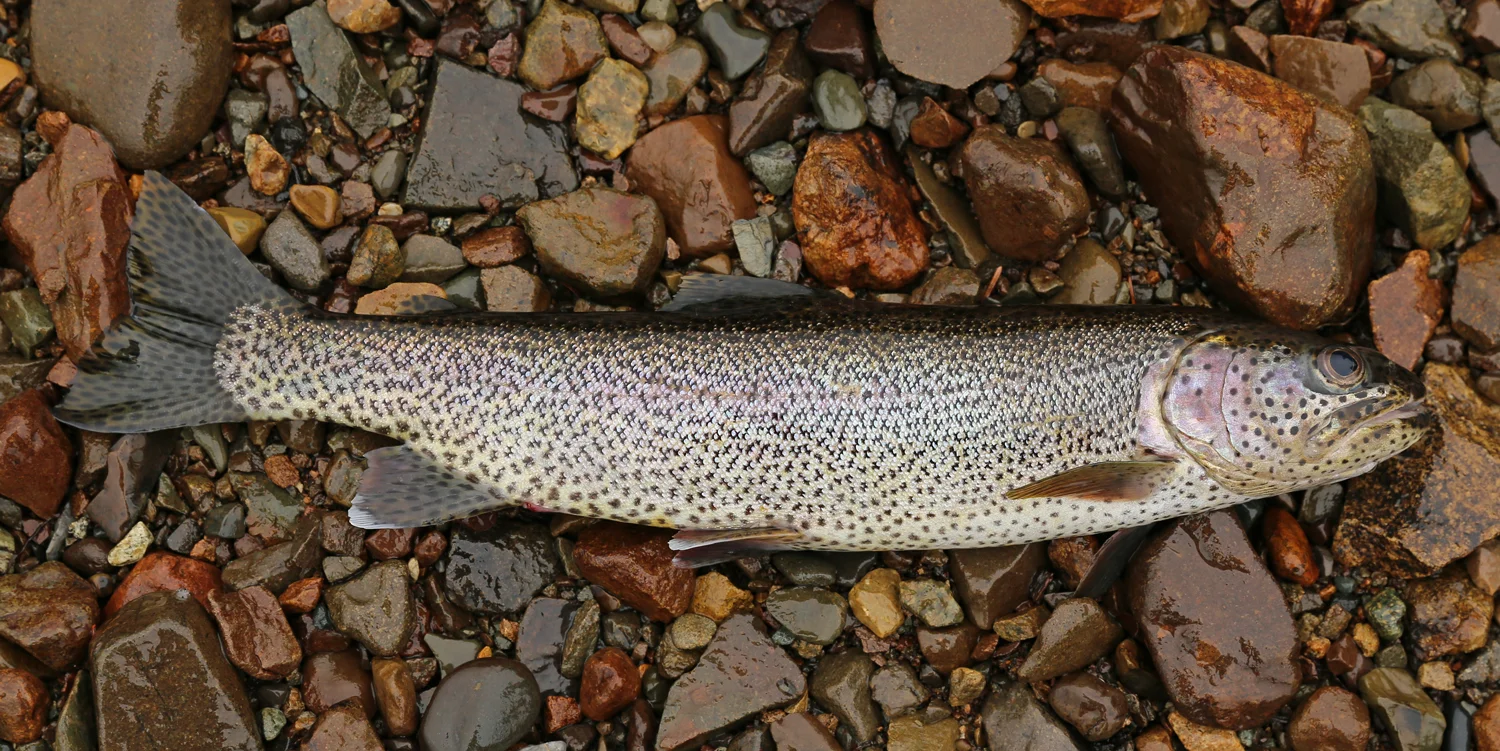Sport caught cutthroat trout  ( Oncorhynchus clarki )  must be between 11 and 22 inches long. This one was 15 inches, and made dinner and breakfast for one.