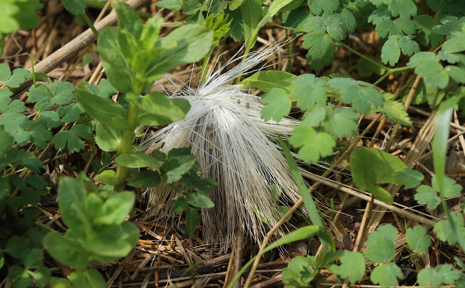 Deer hair Sitka blacktail shed