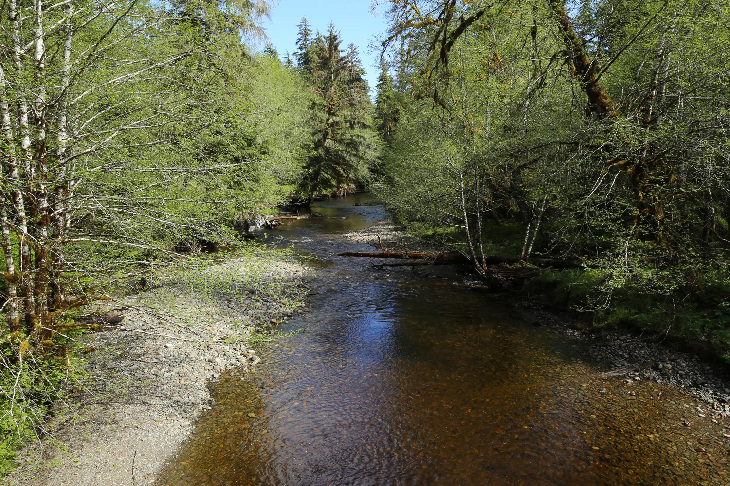 Creek Prince of Wales Island Alaska