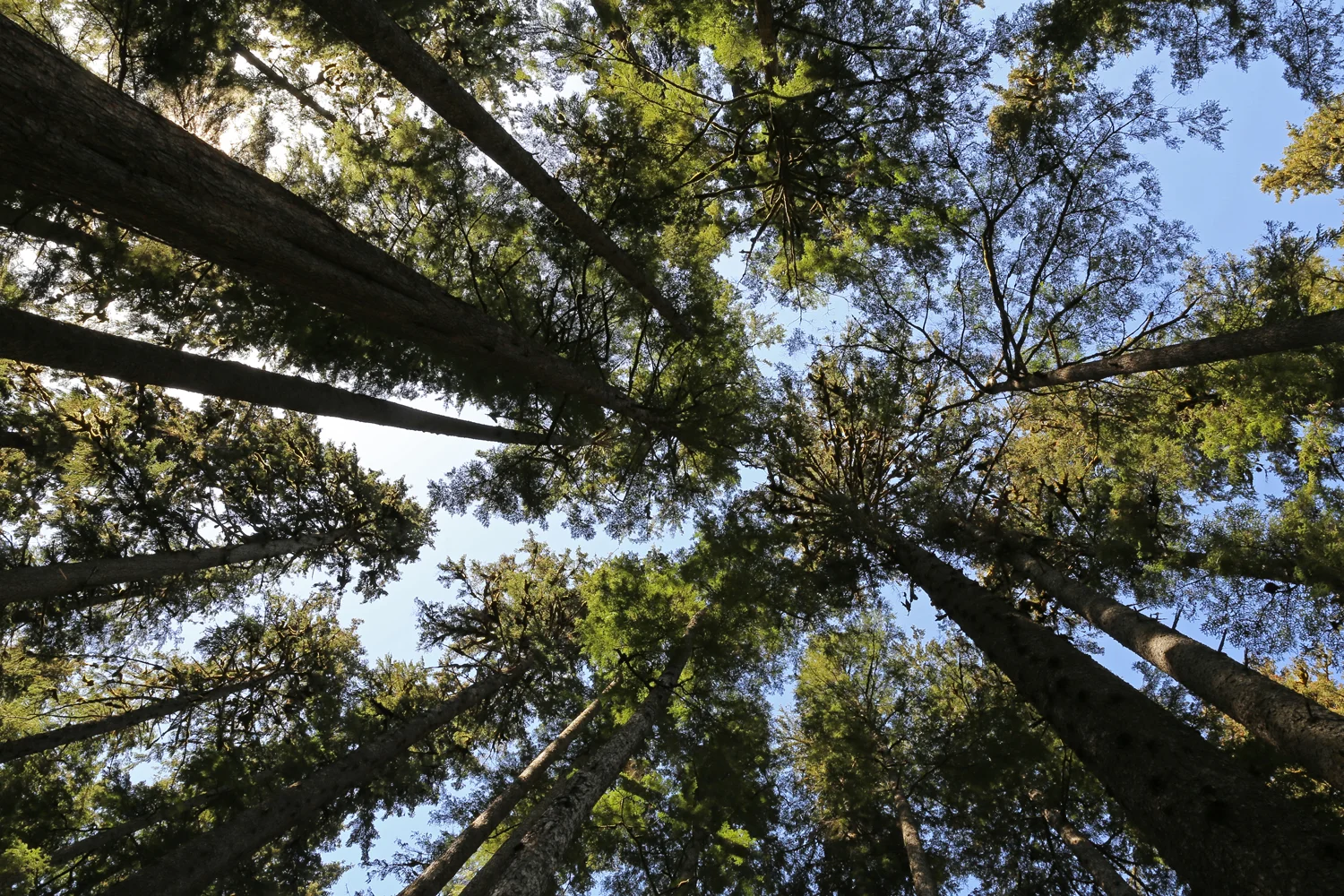 Huge spruce and hemlock trees reach for the sun.