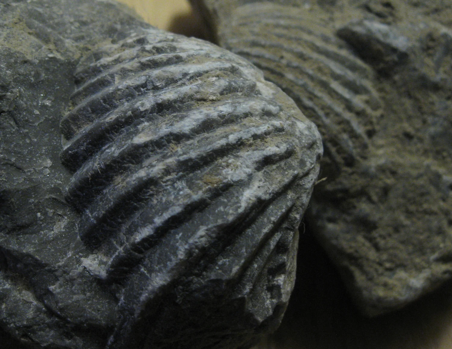 Brachiopod fossils look similar to cockle shells, but were a different creature.