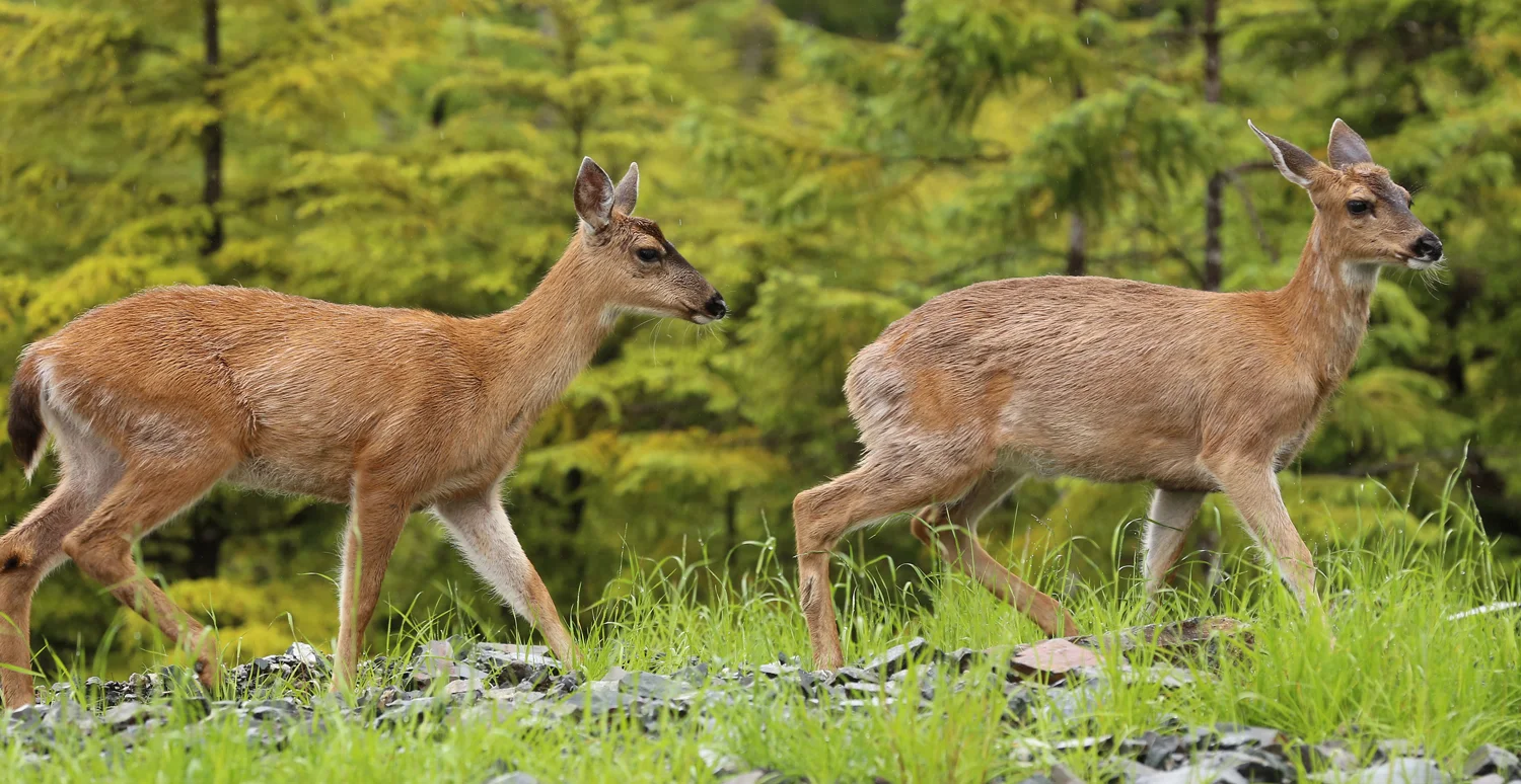 Twin Sitka blacktail deer button buck doe Southeast Alaska Prince of Wales Island Button buck