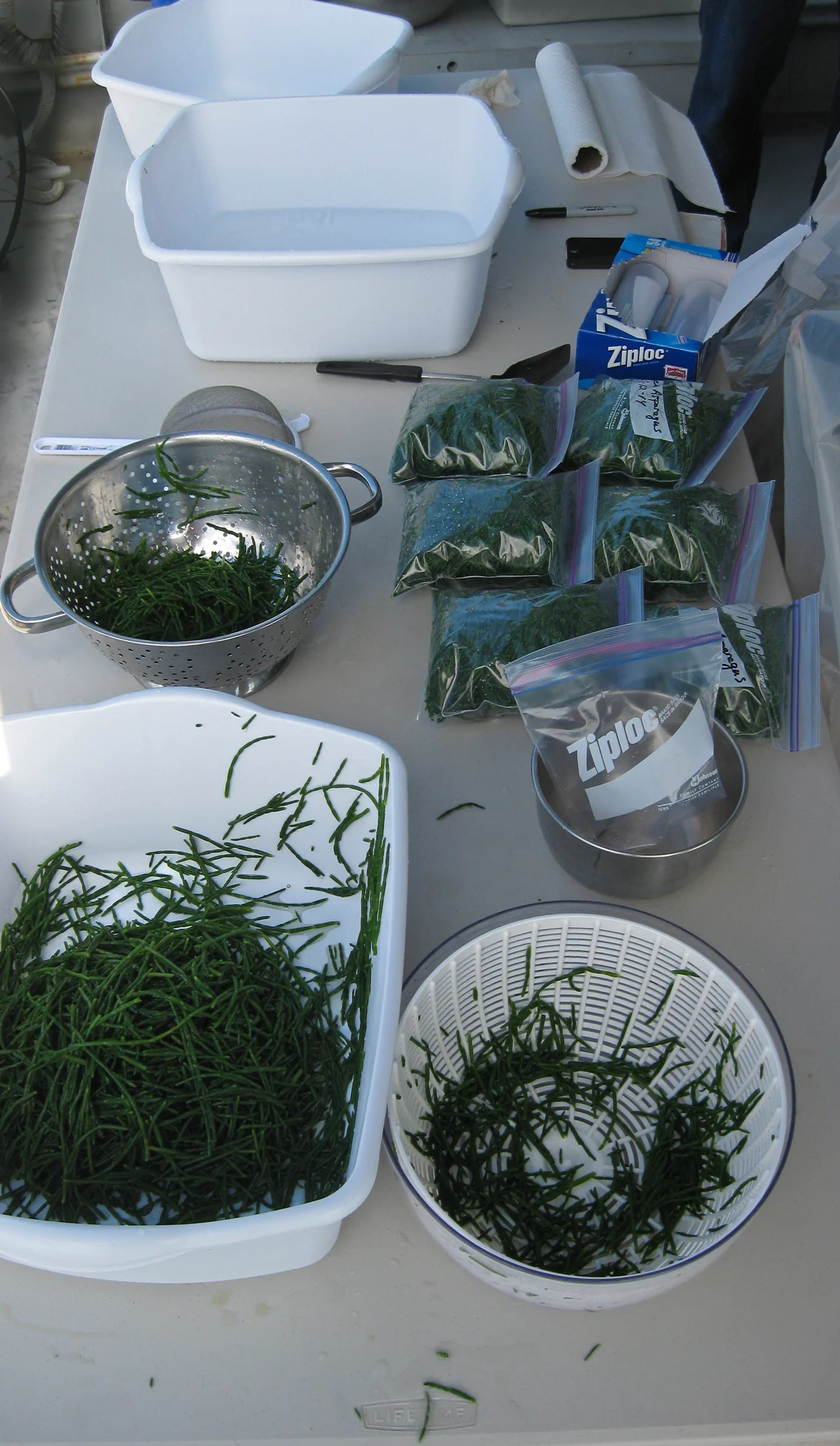 Beach asparagus blanch freeze bags process sea beans sea asparagus Southeast Alaska boat back deck