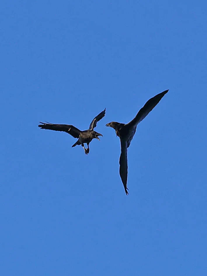 Raven Ravens in flight fighting playing corvid corvus corax southeast Alaska aerobatic big bird flight
