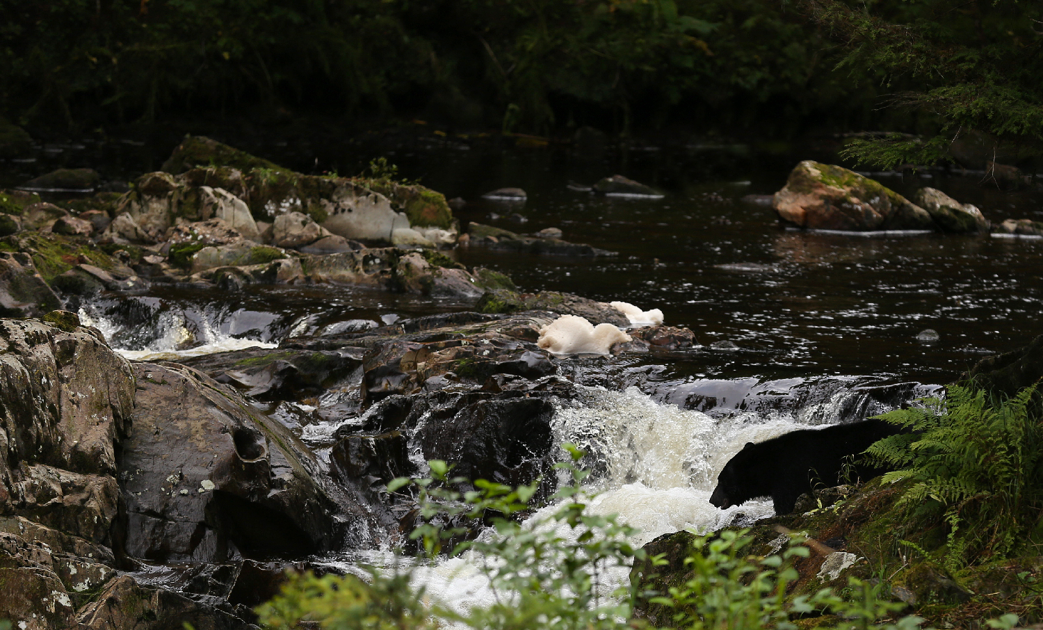 Black bear fish stream Southeast Alaska