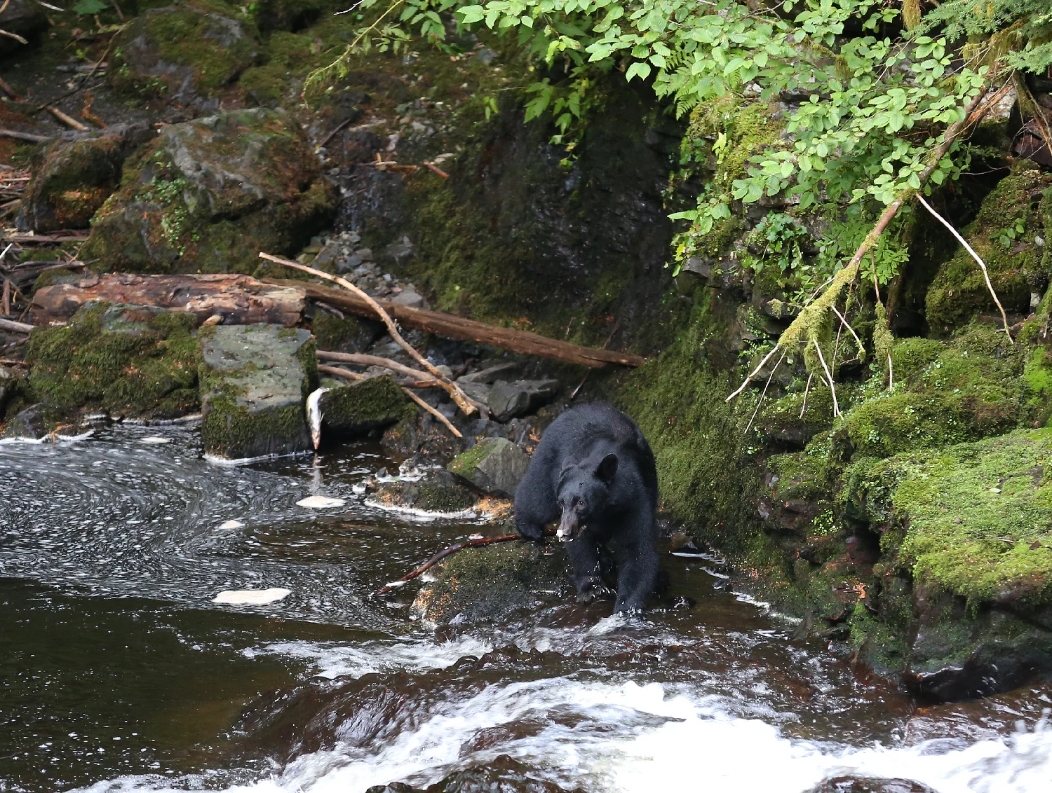 black bear salmon stream Southeast Alaska
