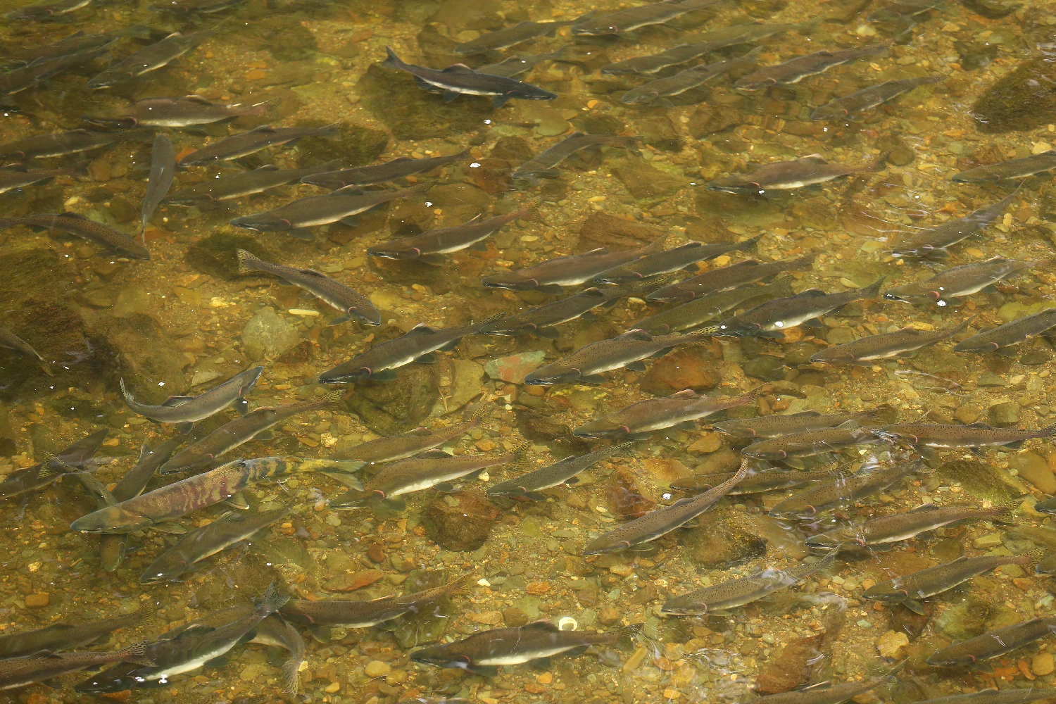 Salmon in a stream in Southeast Alaska. Most are pink salmon, also called humpies. The striped one in the lower left is a chum or dog salmon.