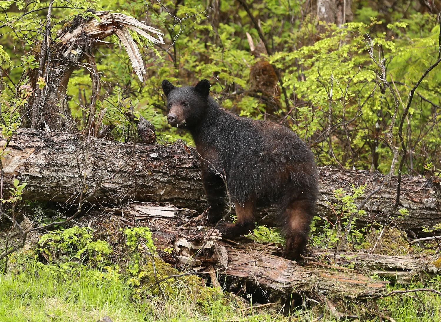 black bear ursus americanus prince of wales island southeast alaska small cute grass in mouth