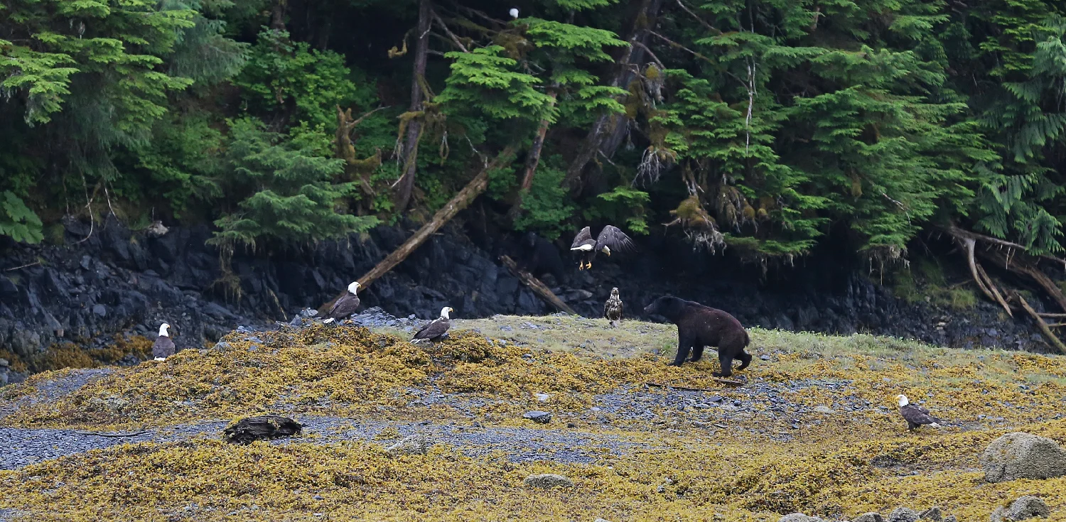 black bear boar ursus americanus bald eagles beach prince of wales island southeast alaska