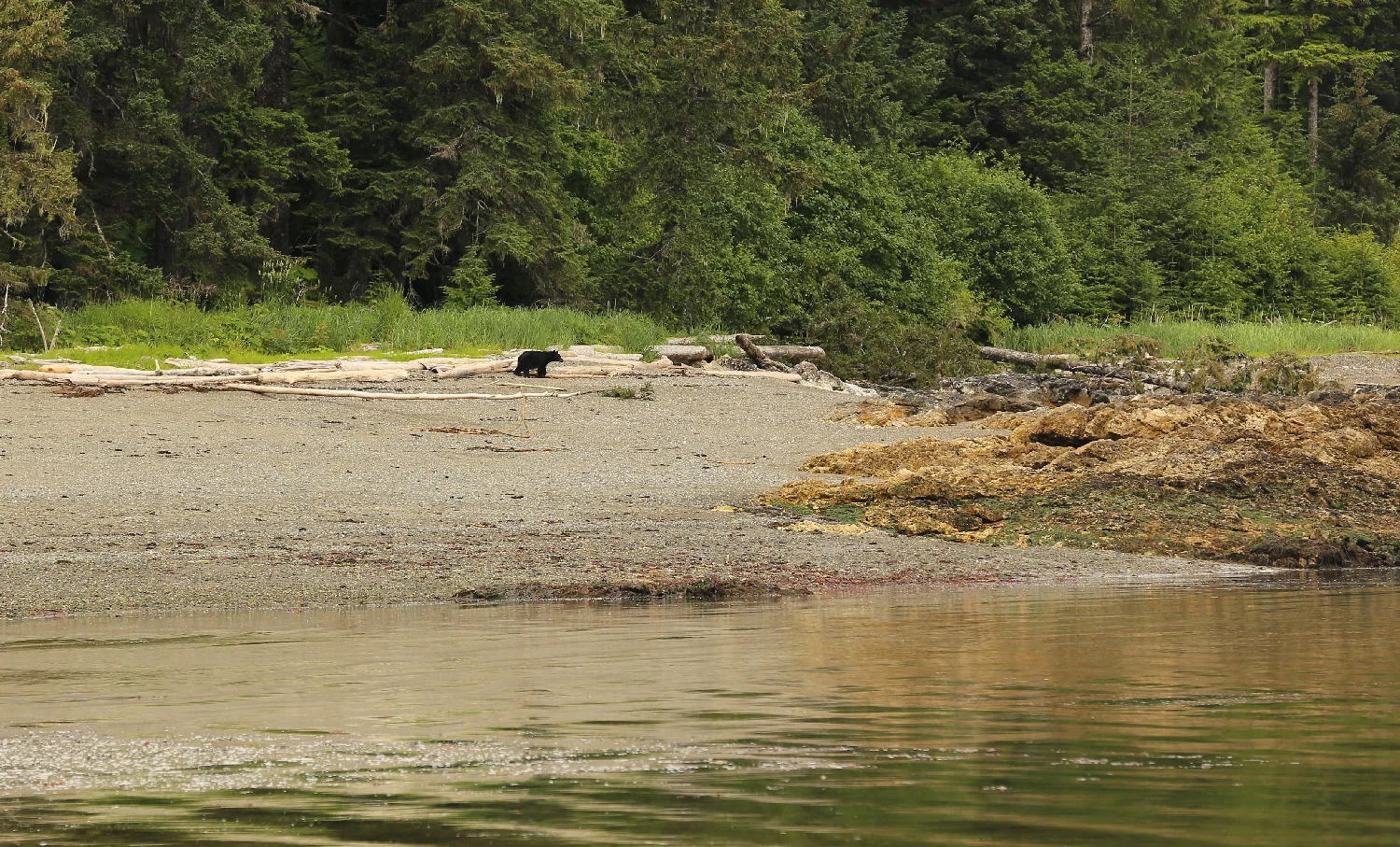 black bear on beach Southeast Alaska