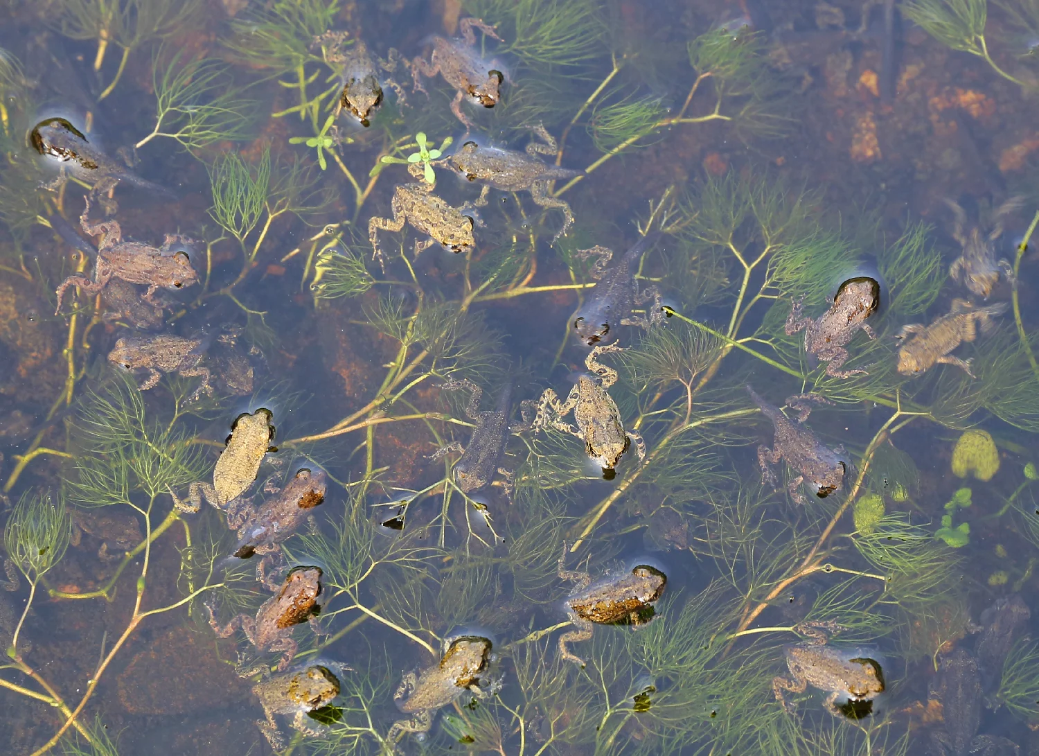 Western toad toadlet swimming pond Anaxyrus boreas