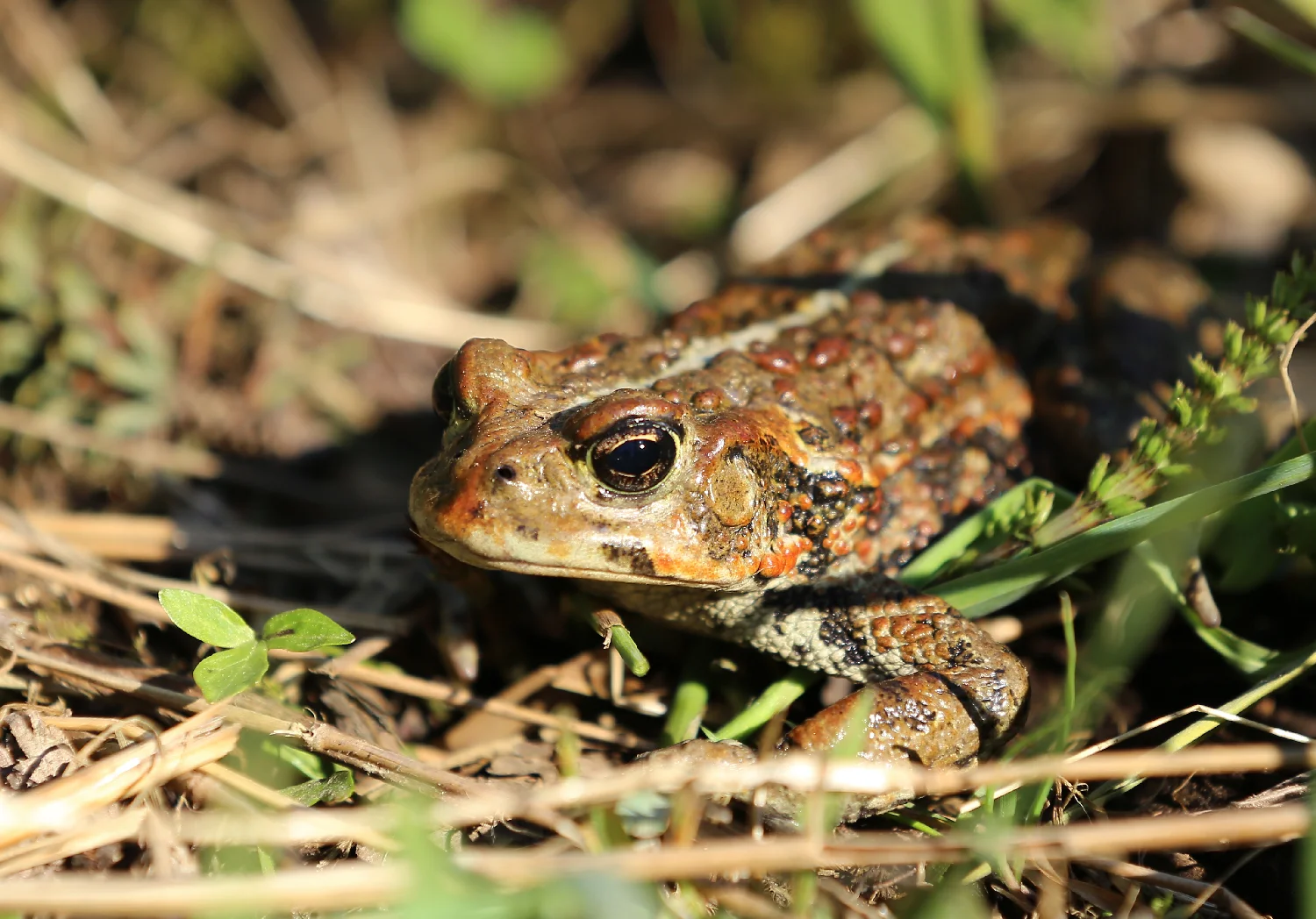 A nice, big adult Western toad. They come in brown and green around here. Brown ones are more common.