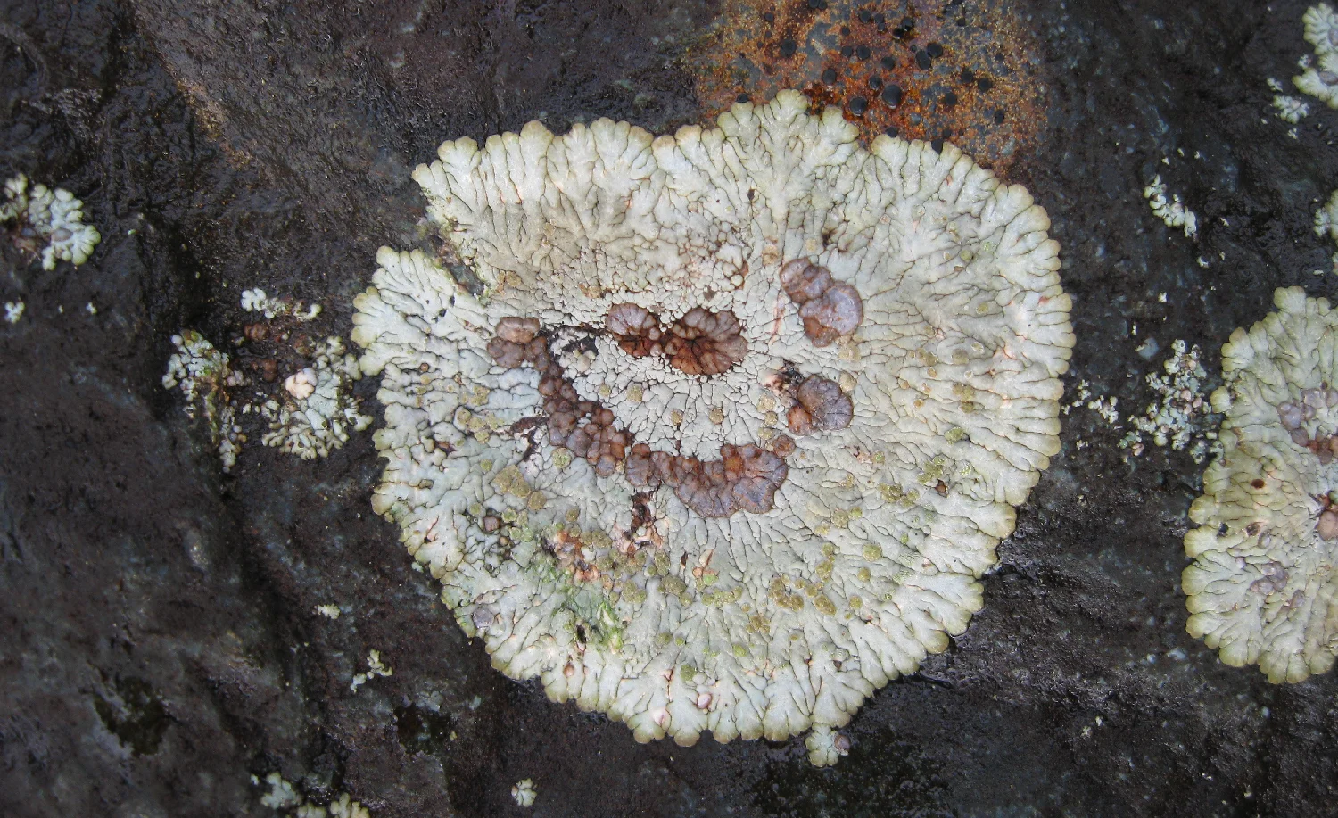 Bullseye lichen Southeast Alaska