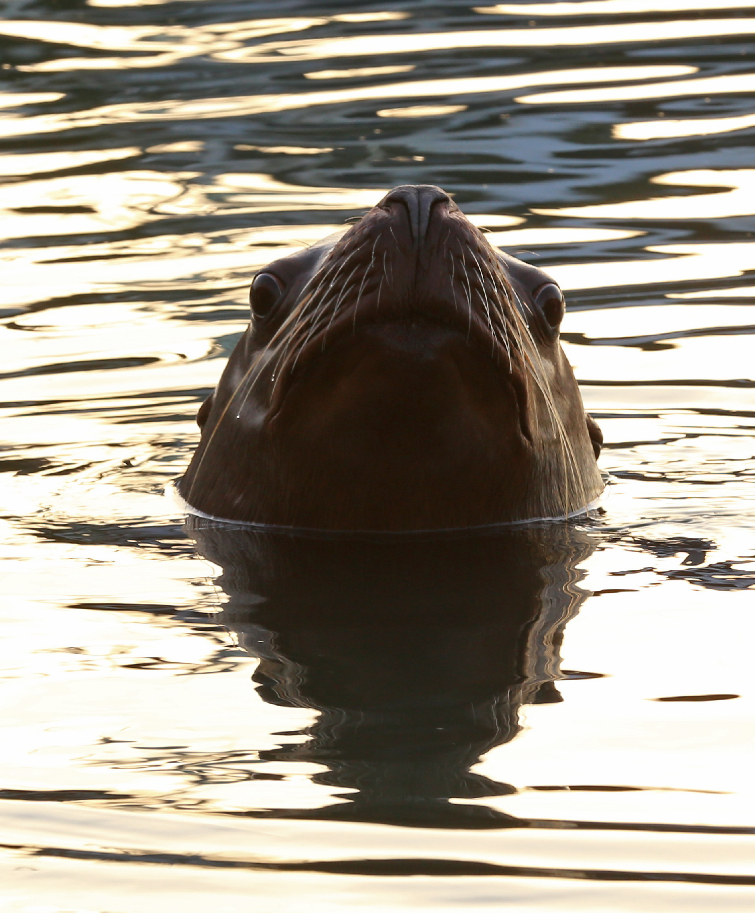 Stellar sea lion funny face grumpy face grouch grouchy Southeast Alaska