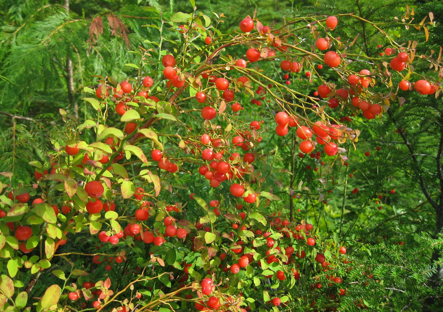 Red huckleberries just before I picked them. :)