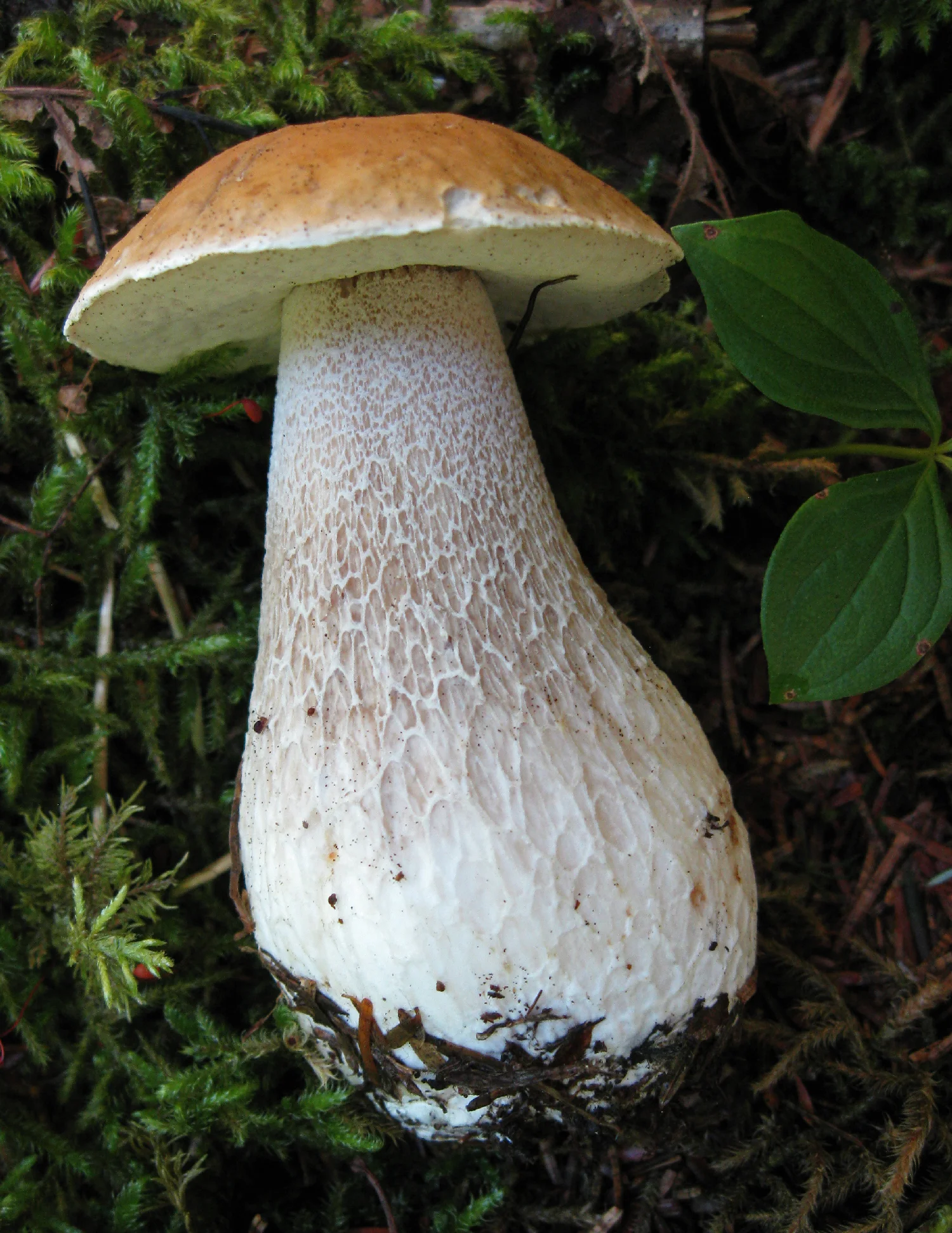 King bolete (Boletus edulis)