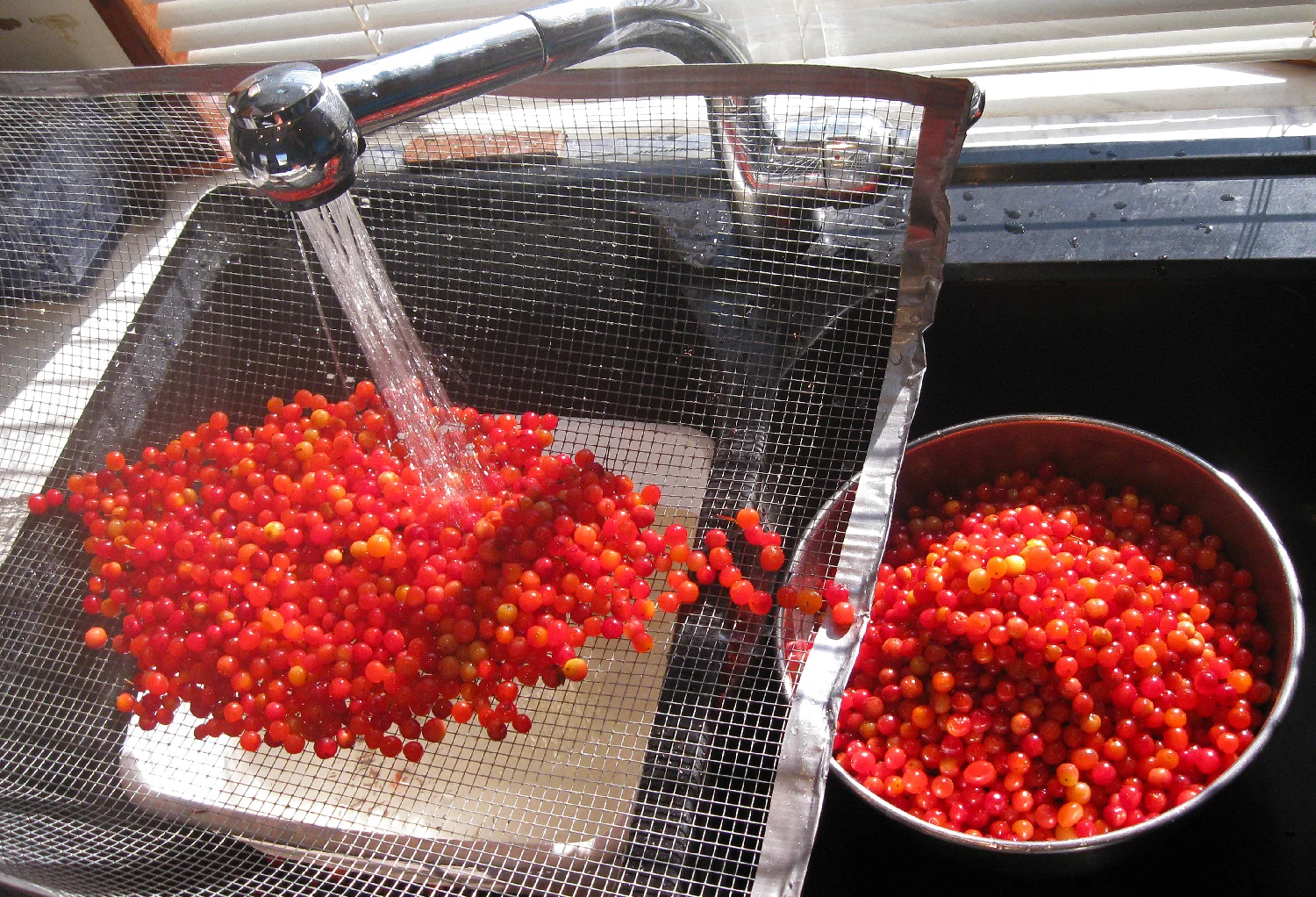Cleaning  highbush cranberries.
