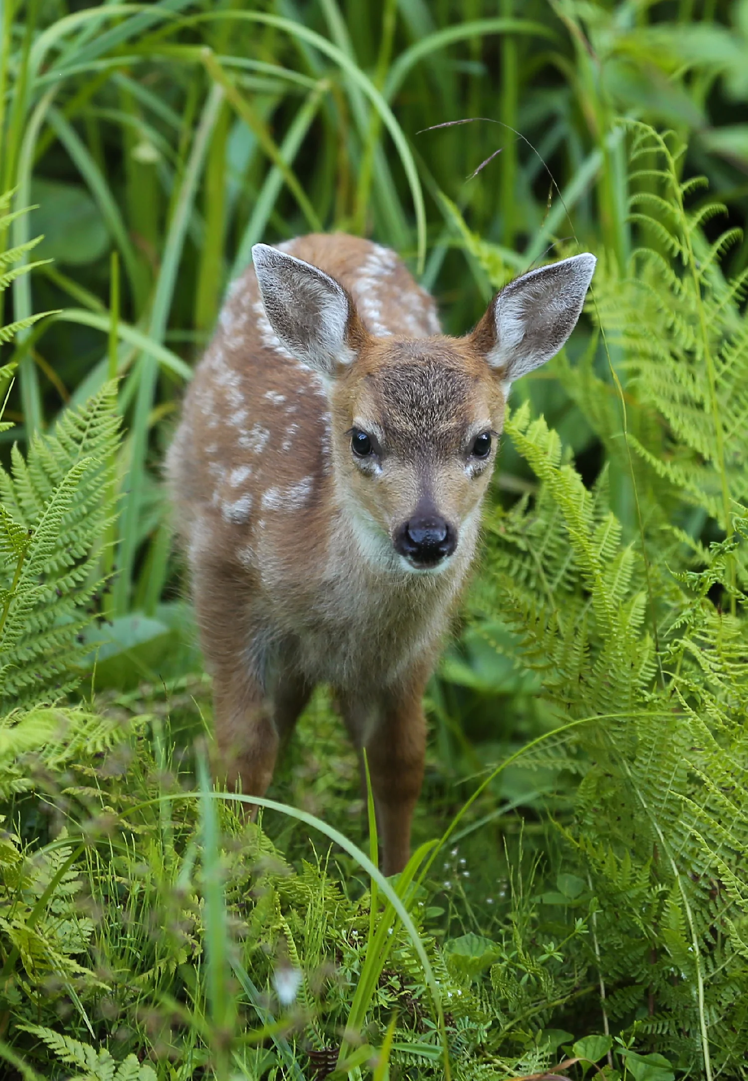 Sitka blacktail fawn cute pretty