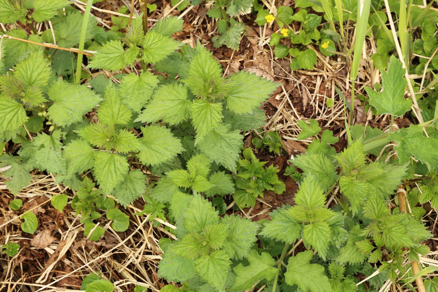 Simple Nettle Soup