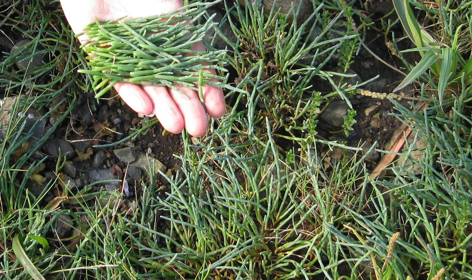 Salty-Sweet Beach Asparagus Slaw Recipe