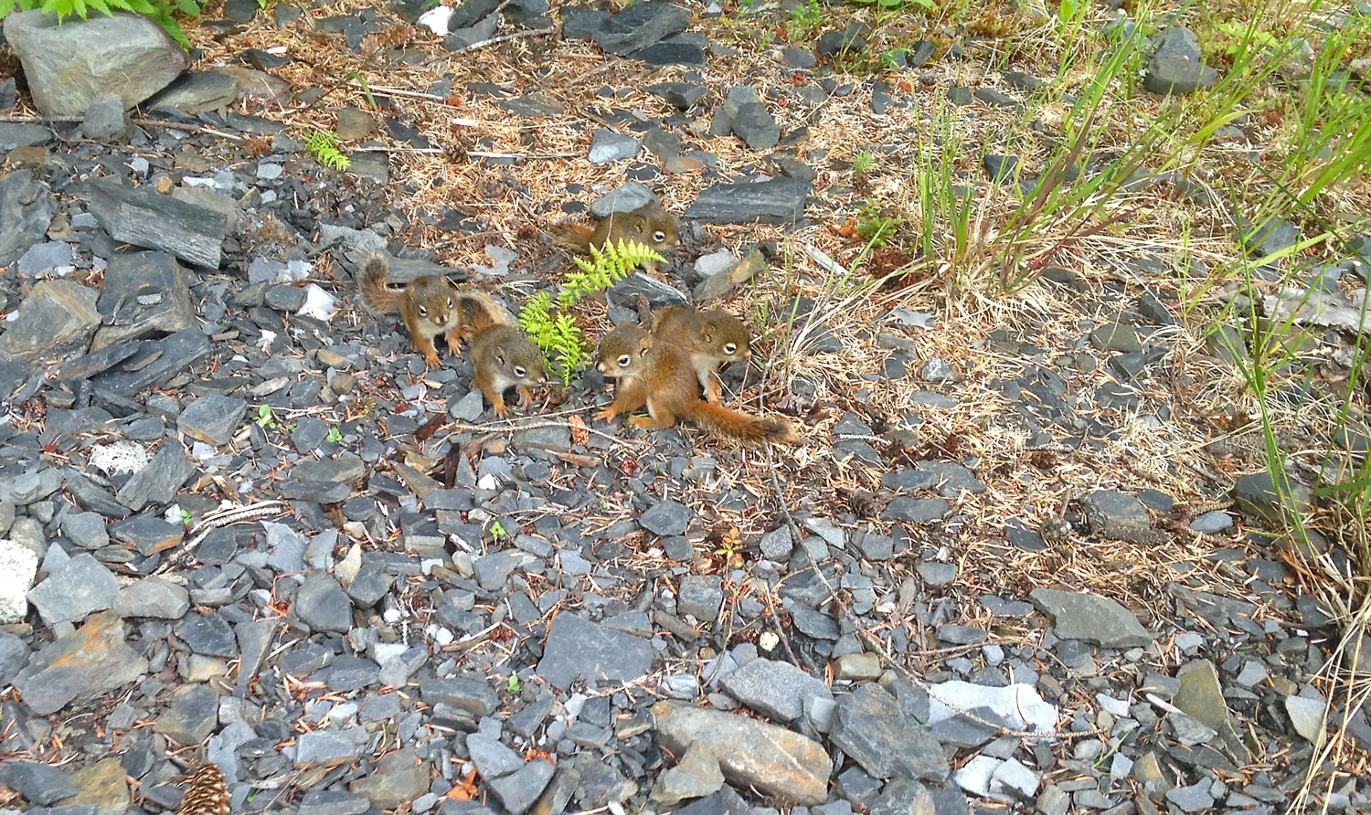 Baby squirrels in Wrangell Alaska
