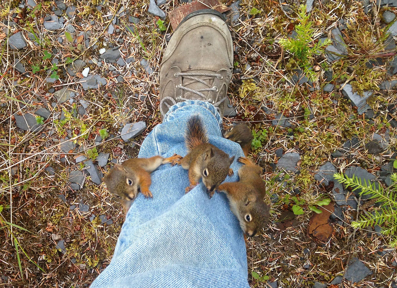 Baby squirrels climbing my leg blue jeans tree Wrangell Southeast Alaska super cute funny