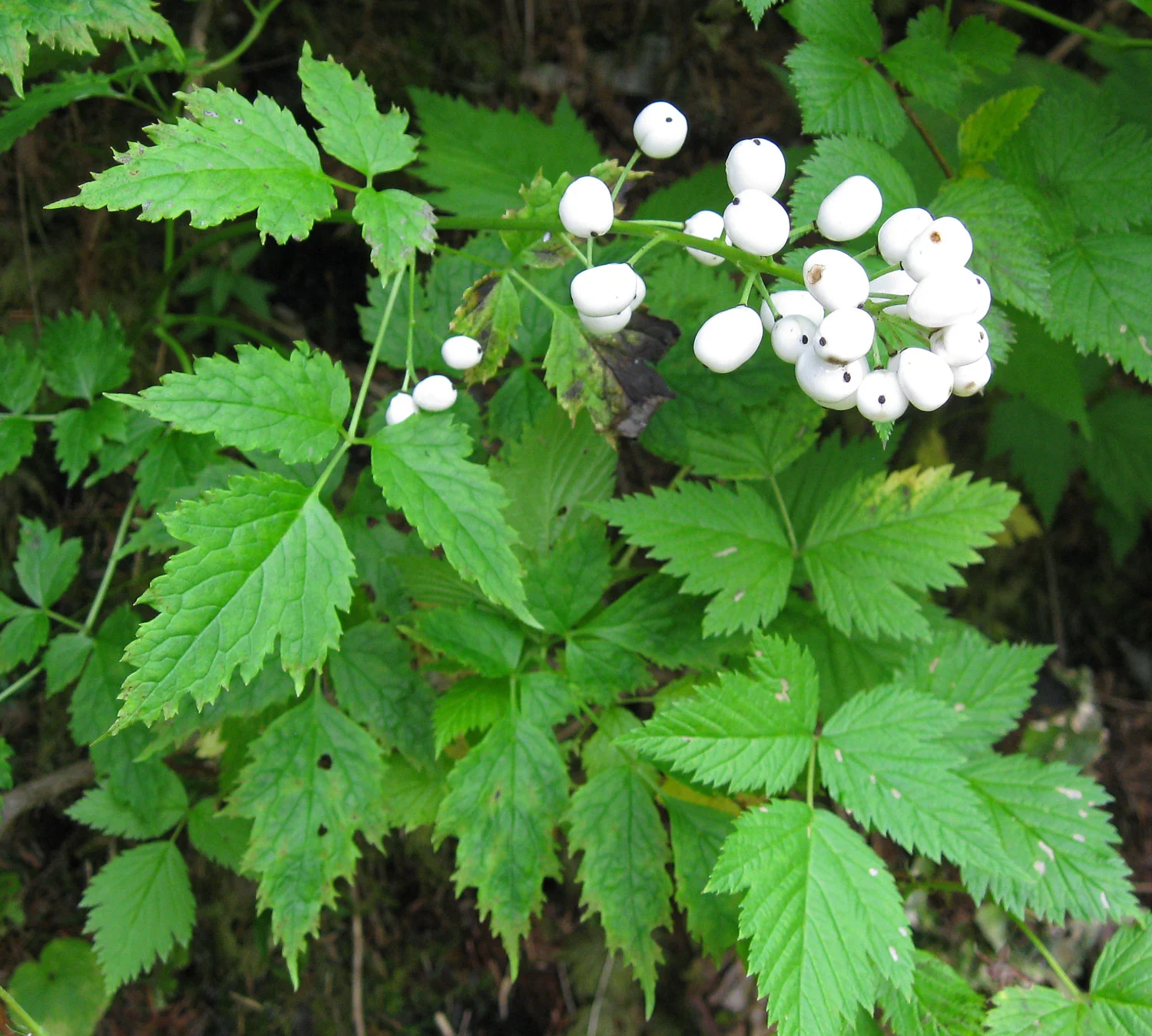 Baneberry hanging out with salmonberry. Baneberry leaves on the left, and salmonberry leaves on the right.