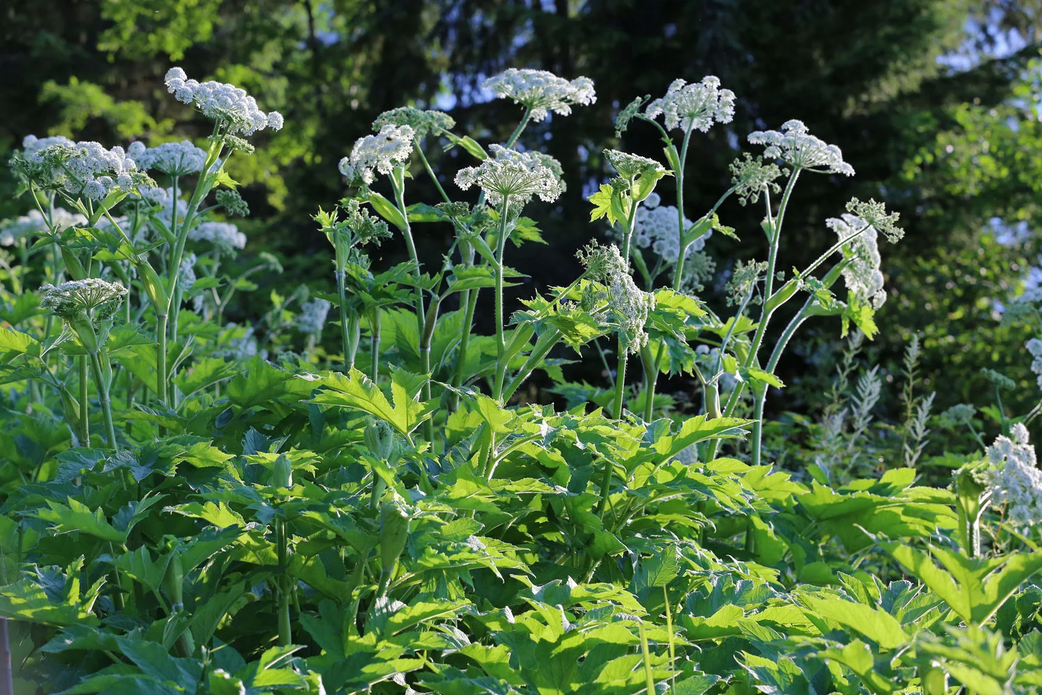 cow parsnip Sambucus Southeast Alaska