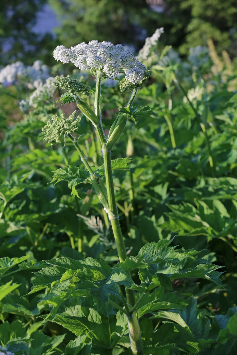 Cow parsnip Heracleum in Southeast Alaska