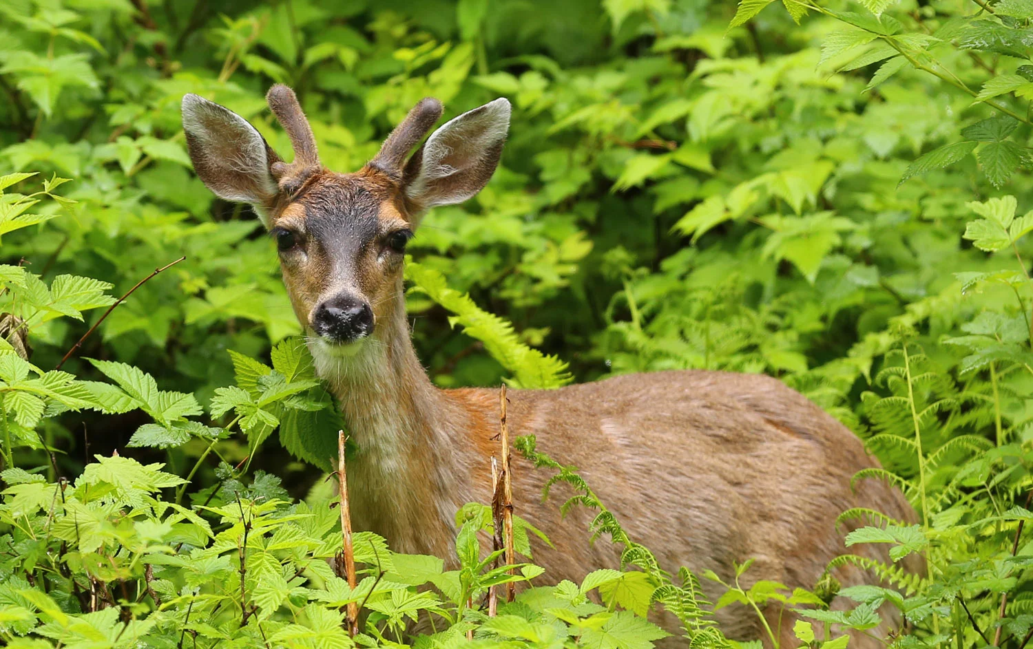 Sitka blacktail deer buck funny antlers