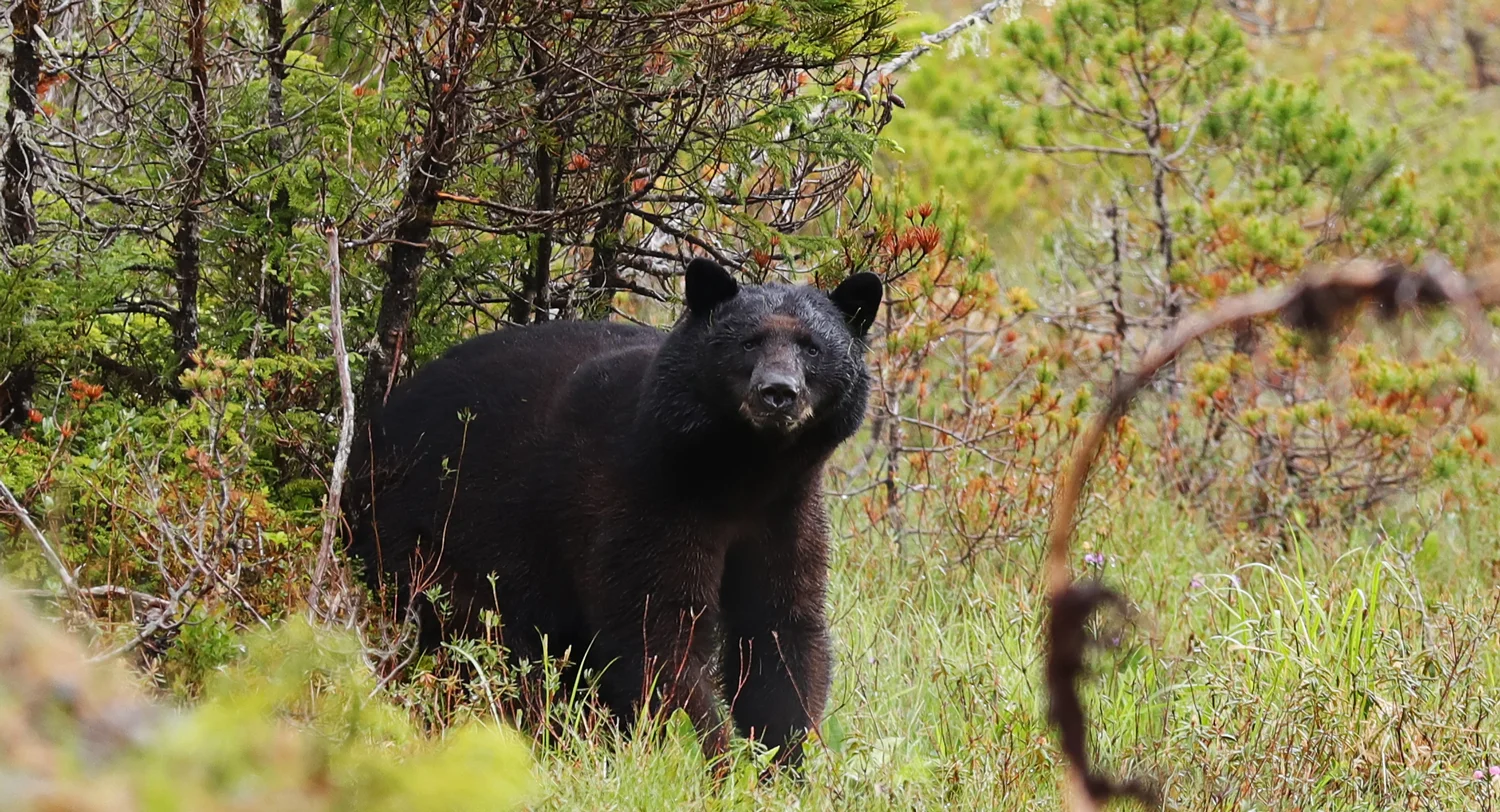 Black bear in Southeast Alaska