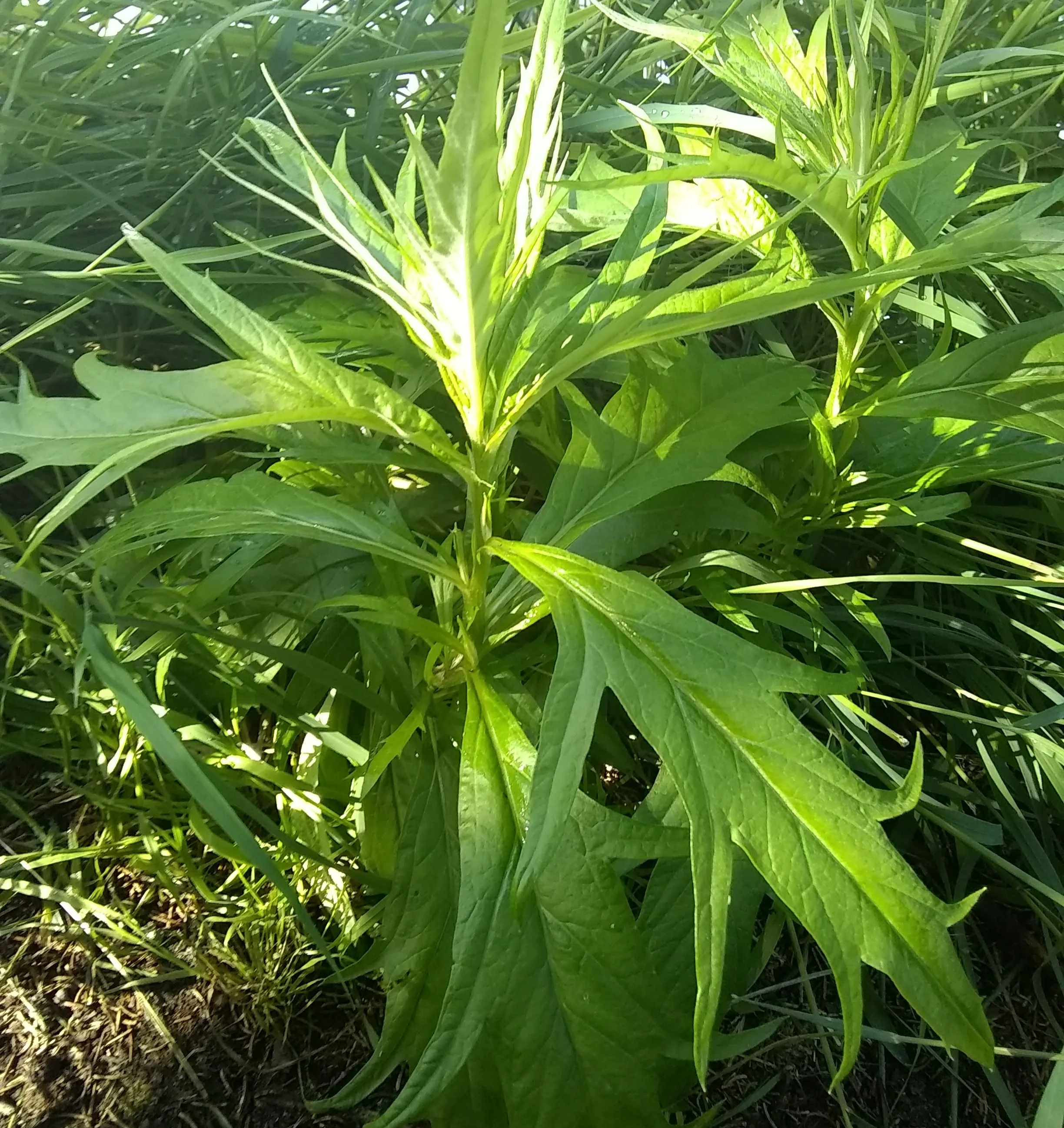 The Wonderful World of Wormwood