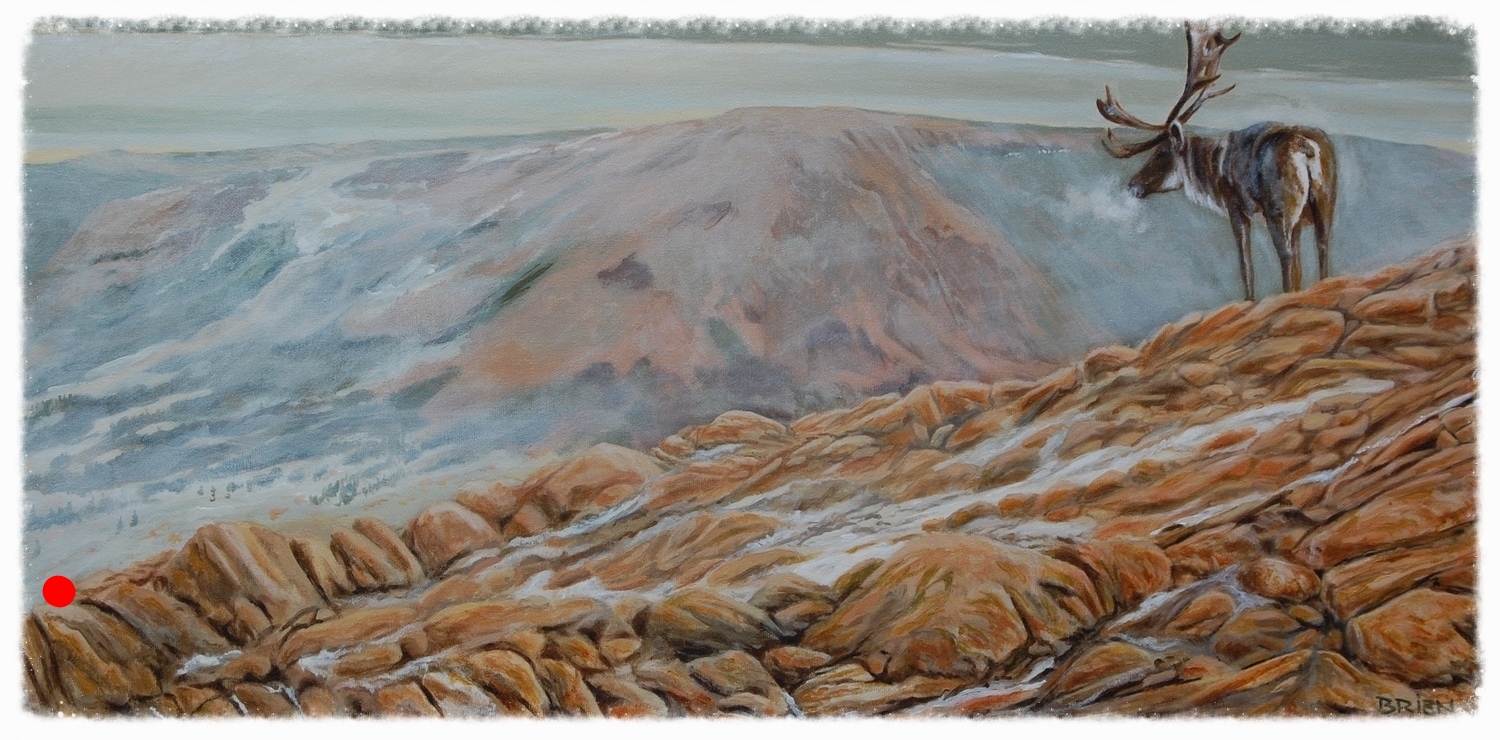 Caribou, mont-Albert (vendu)