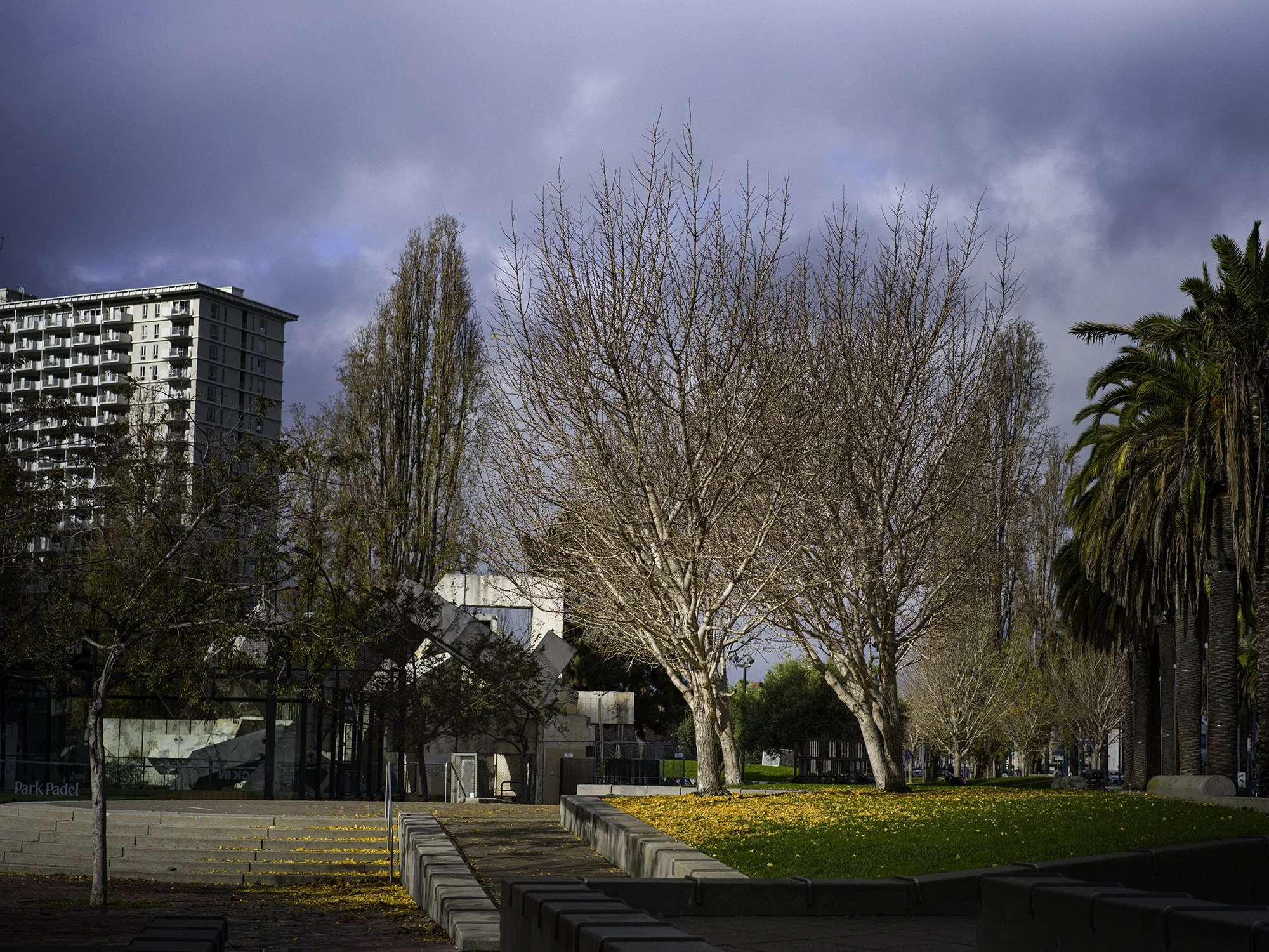 Park Tree Yellow Leaves Dec 26th, 2025 Downtown_0311-Edit.jpg