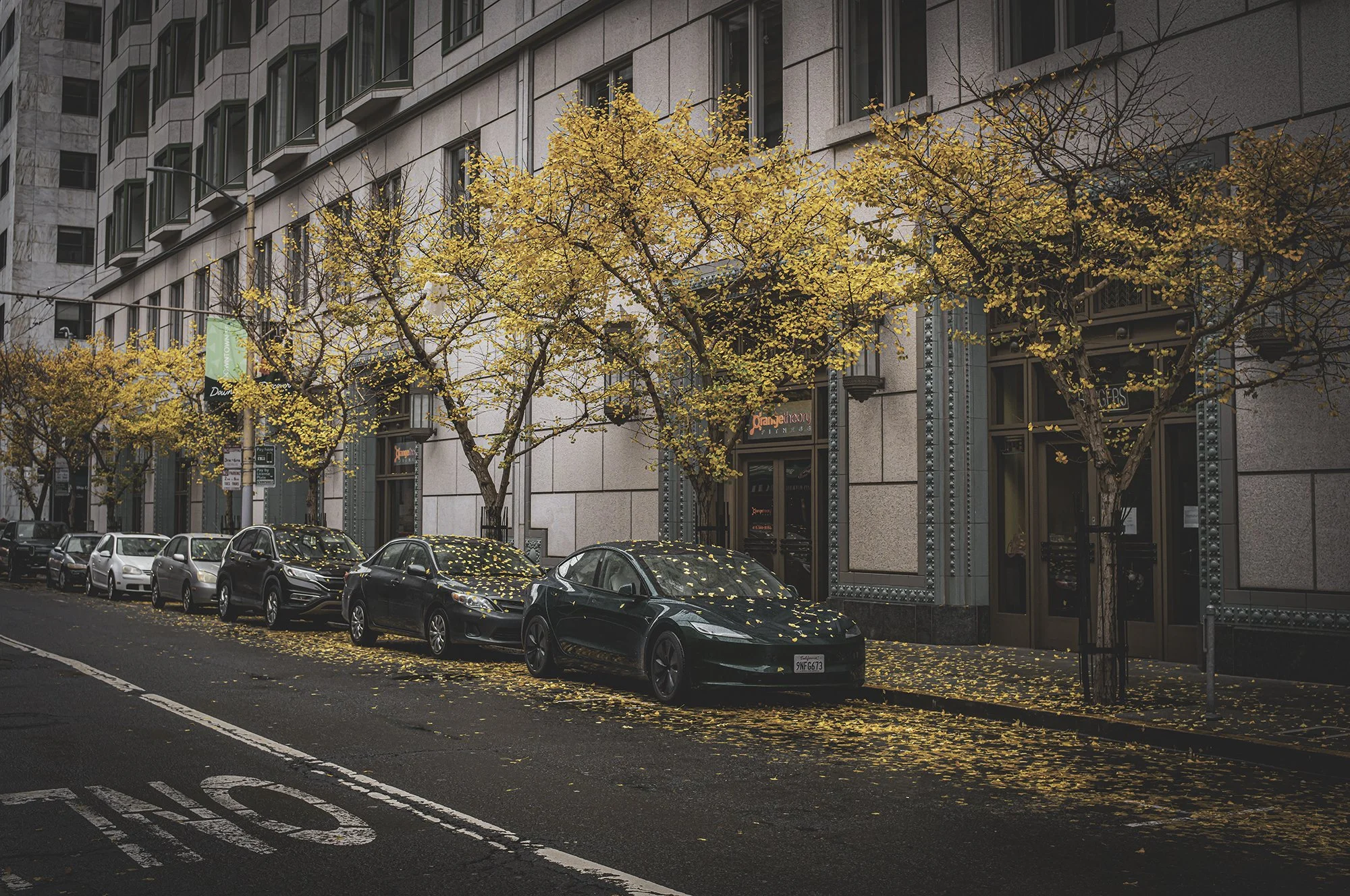 Tesla Leaves L1003395-Edit.jpg