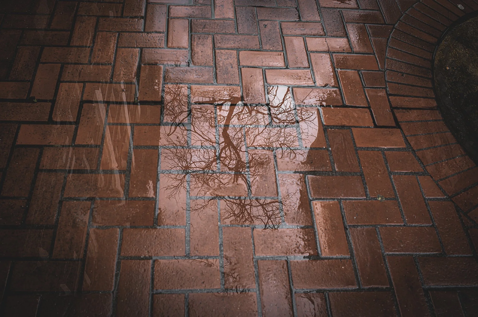 Sidewalk Bricks Naked Tree L1008936-Edit.jpg